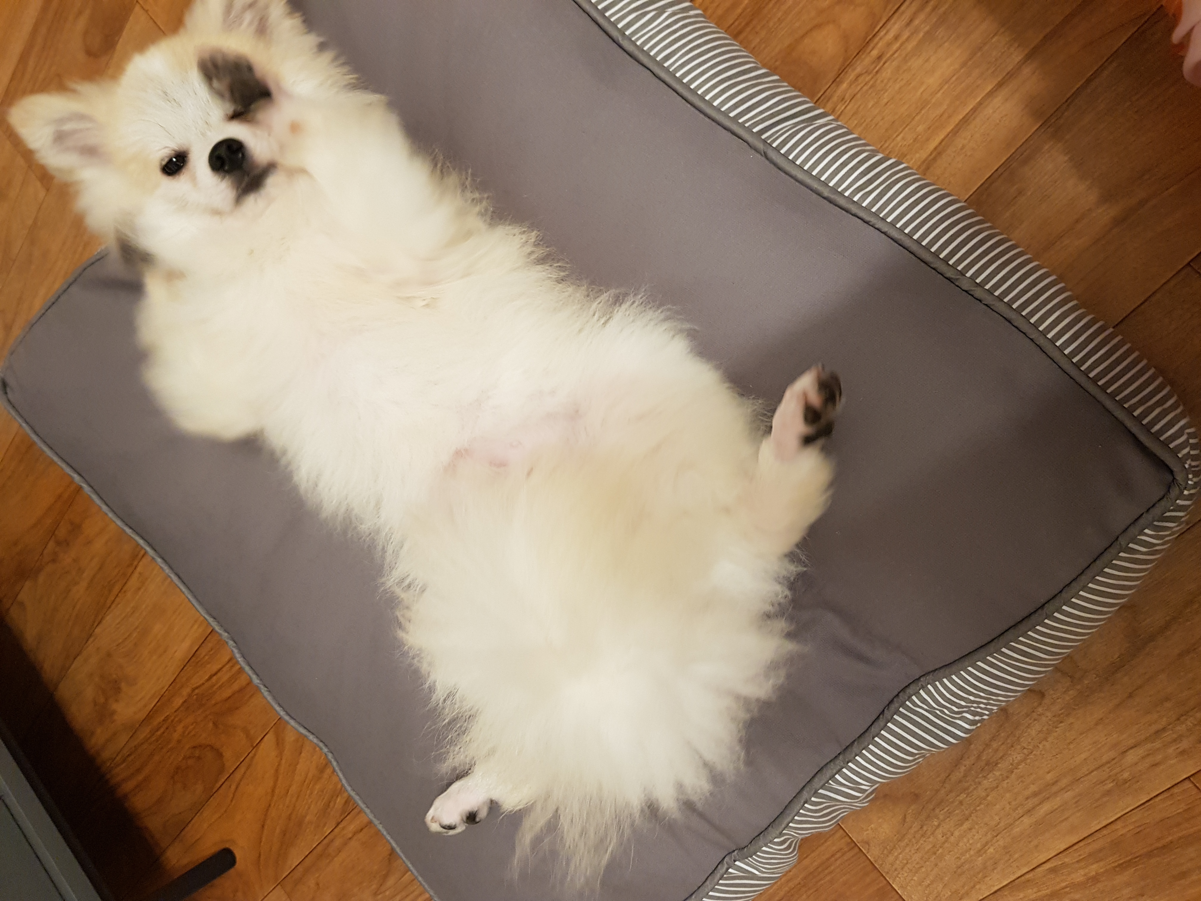 금송이의 일주일일기