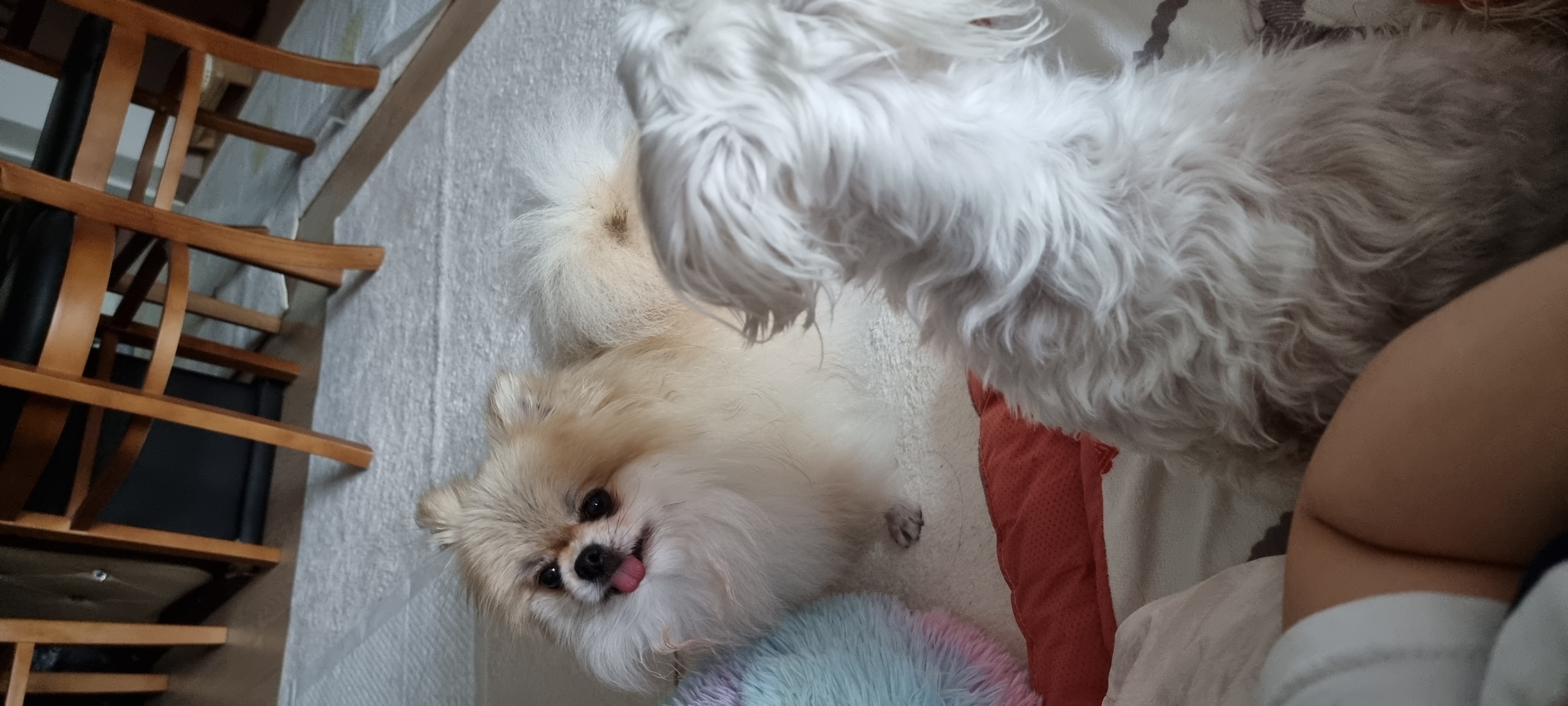 ❤우리가족 제나❤