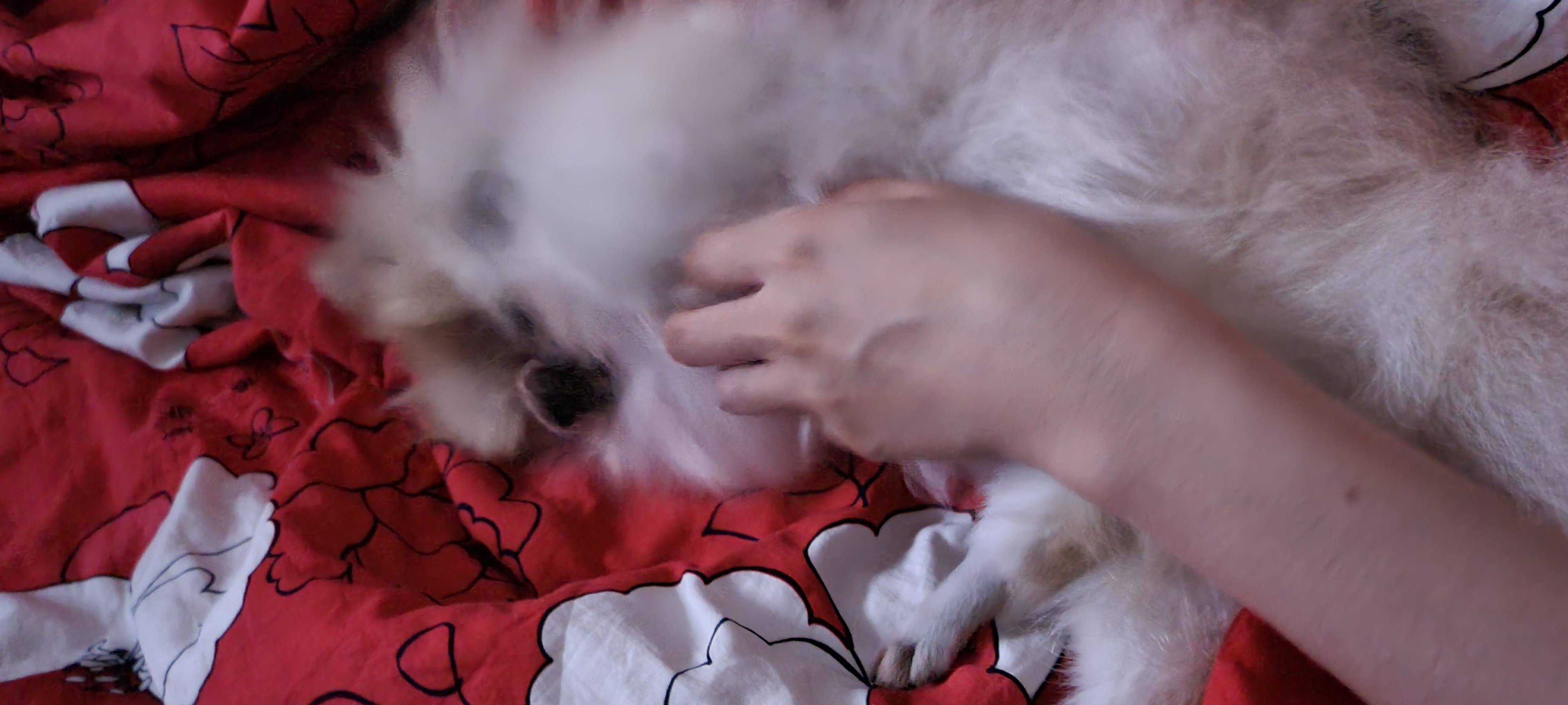 ❤우리가족 제나❤