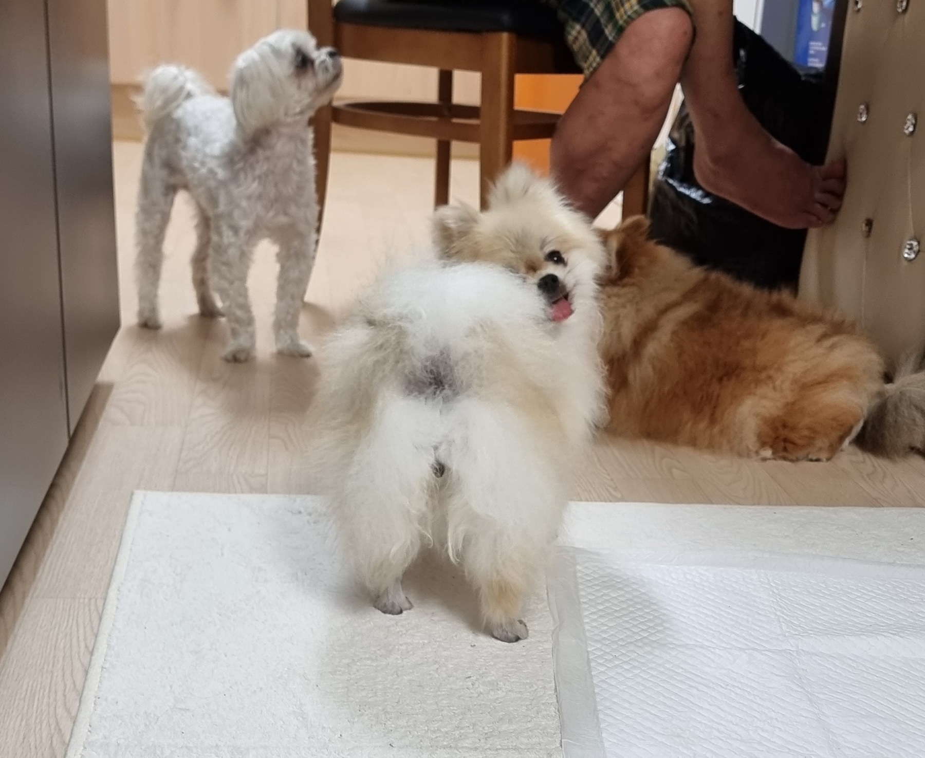 ❤우리가족 제나❤