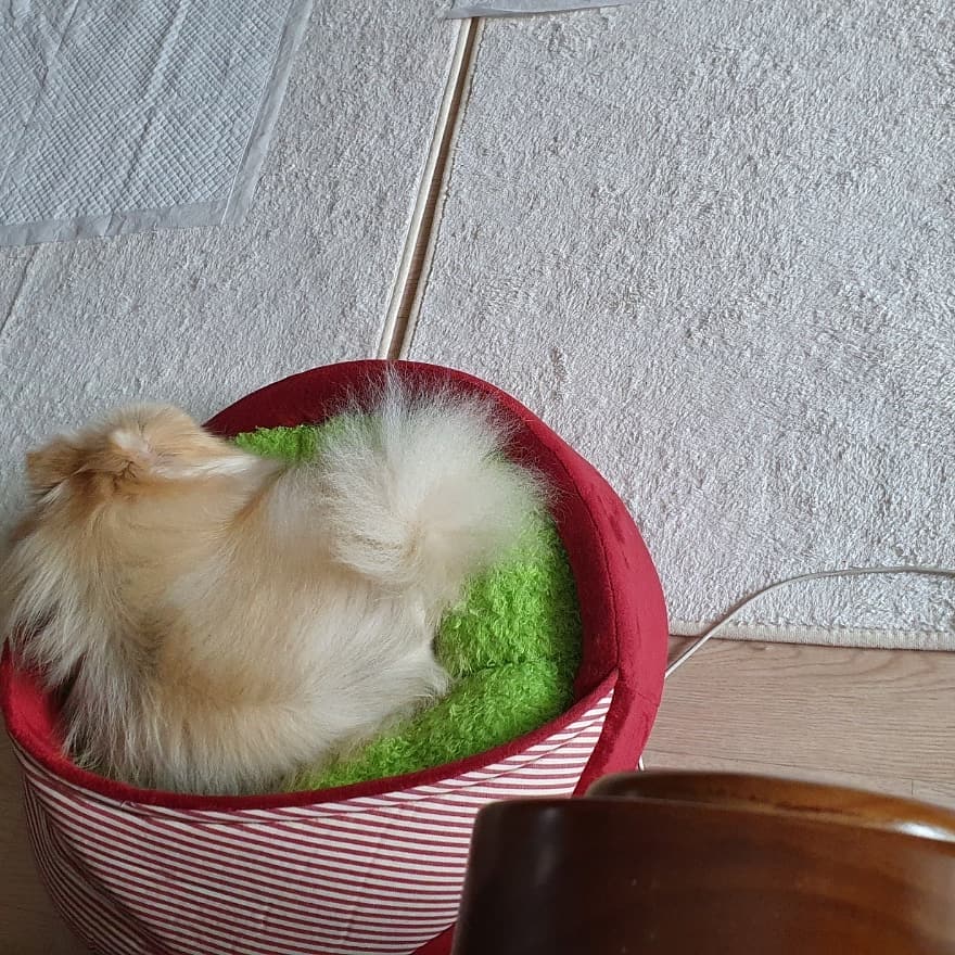 ❤우리가족 제나❤