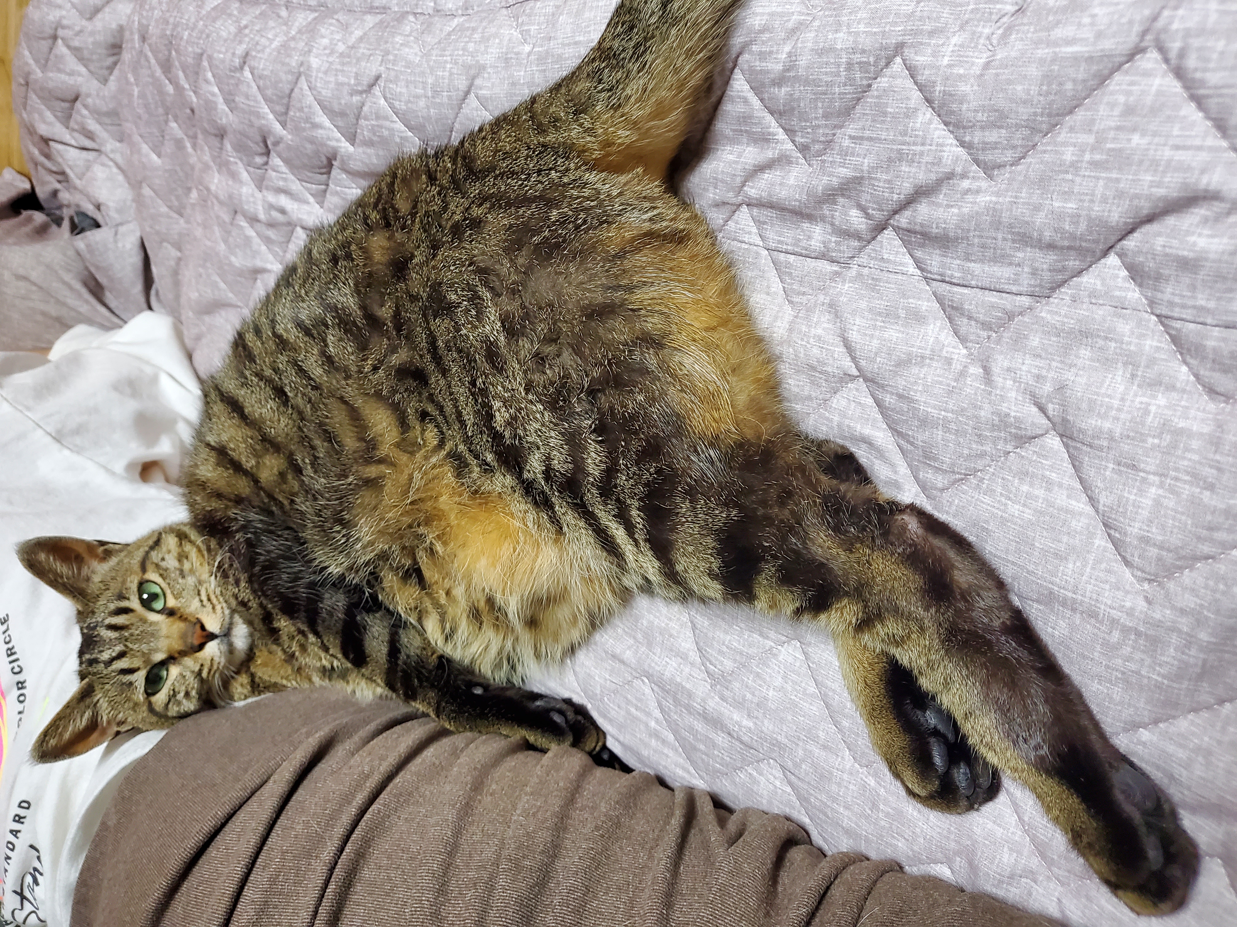 고양이 꽁치(꿍이) 입양 후 한 달(사실은 두 달)