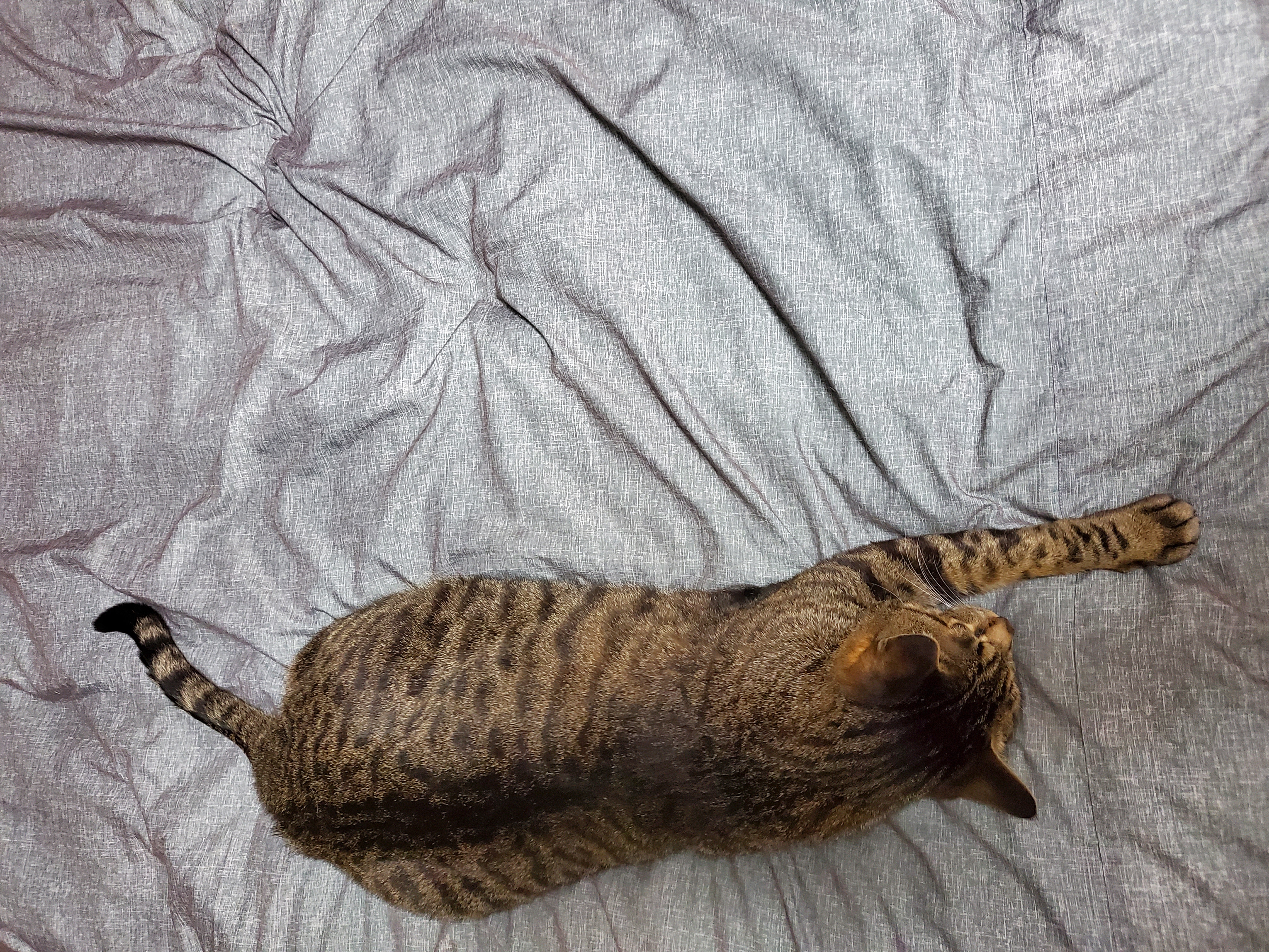 고양이 꽁치(꿍이) 입양 후 한 달(사실은 두 달)