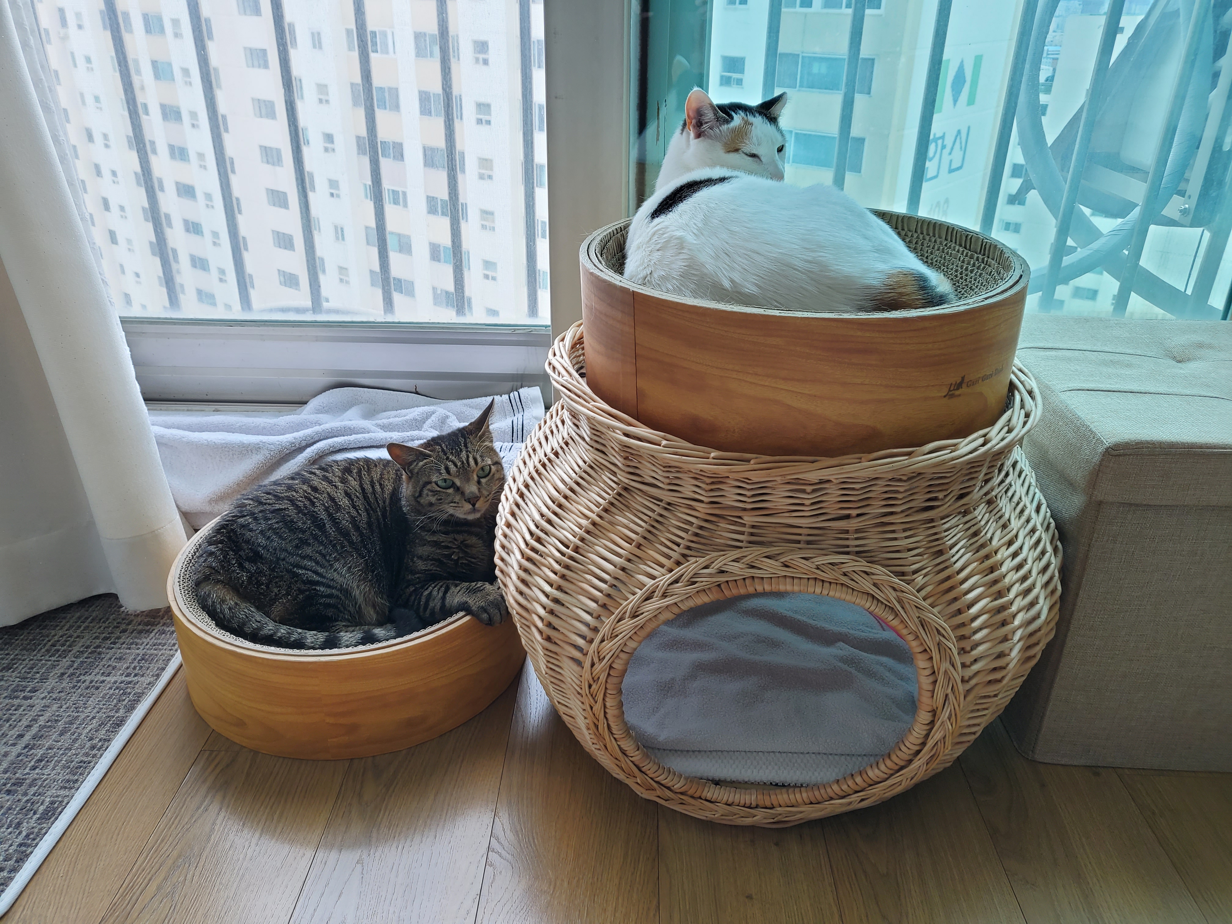 고양이 꽁치(꿍이) 입양 후 한 달(사실은 두 달)