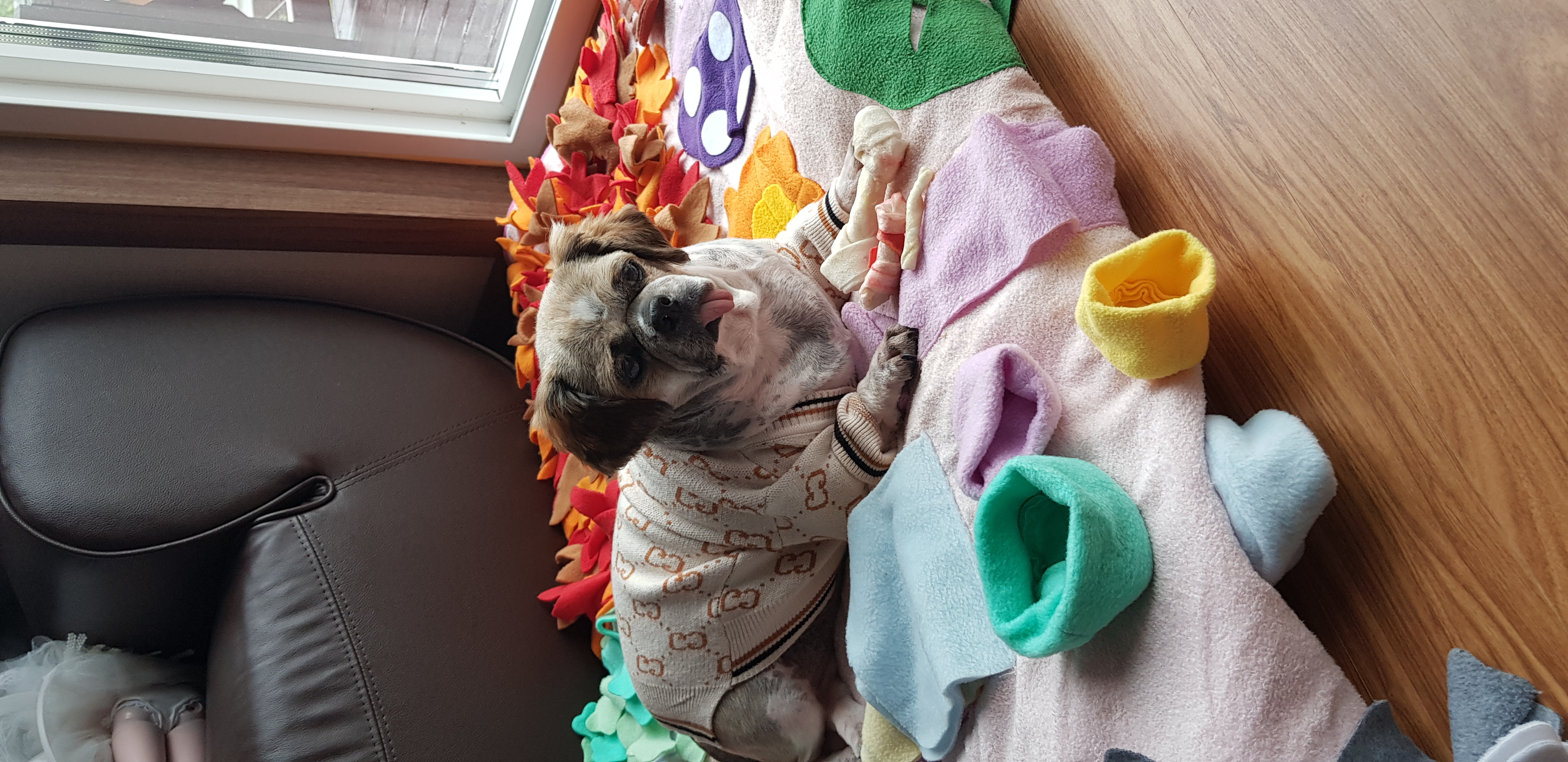 곤지암 구조견 시츄 한달