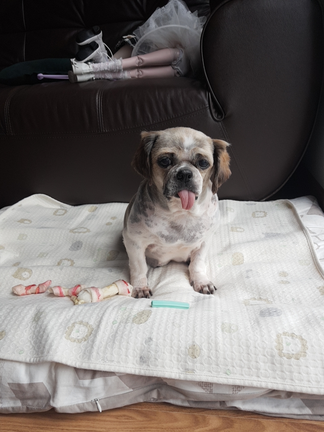 곤지암 구조견 시츄 한달