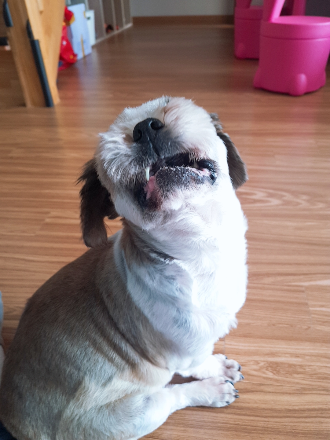 곤지암 구조견 시츄 한달