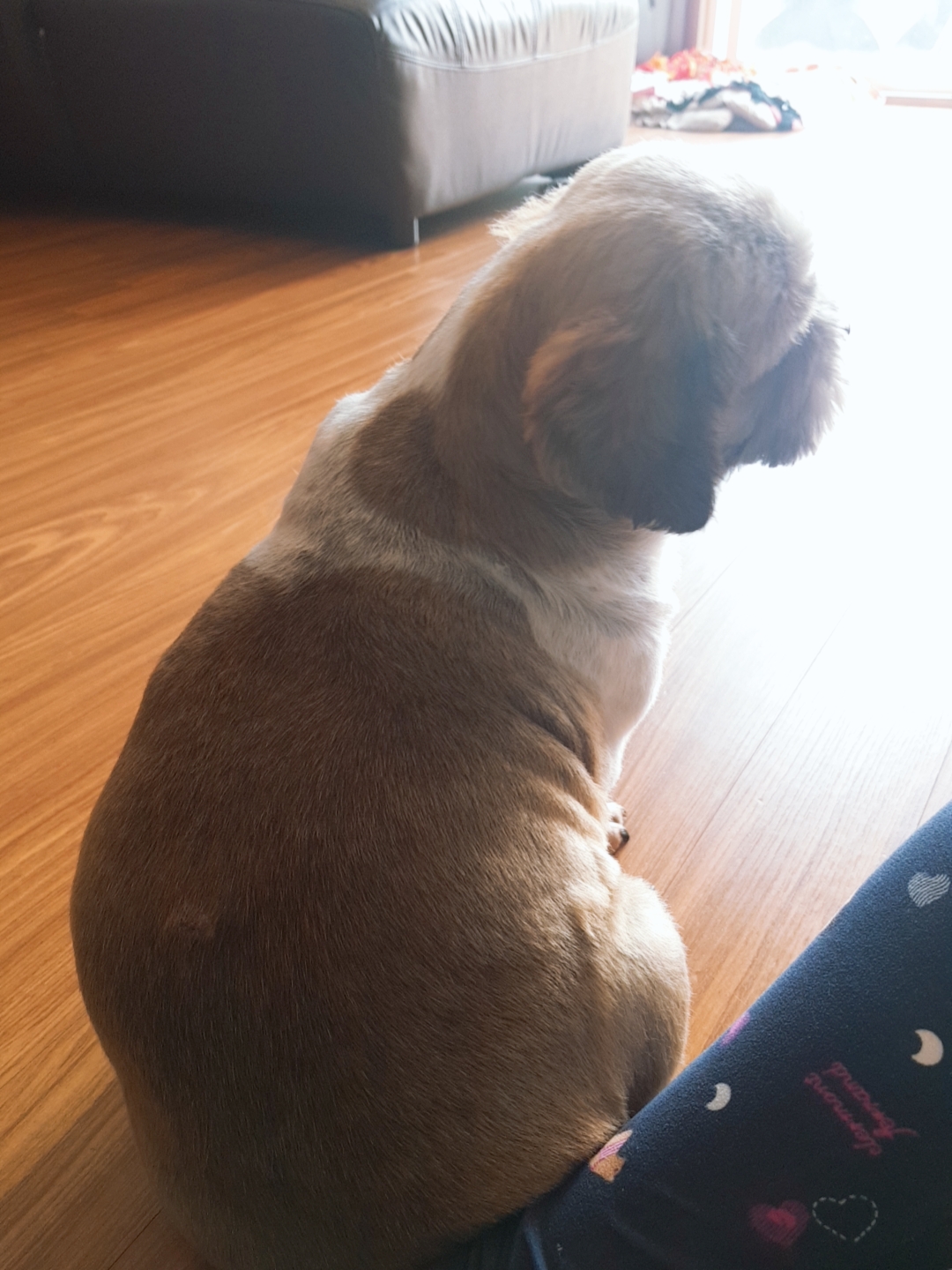 곤지암 구조견 시츄 한달