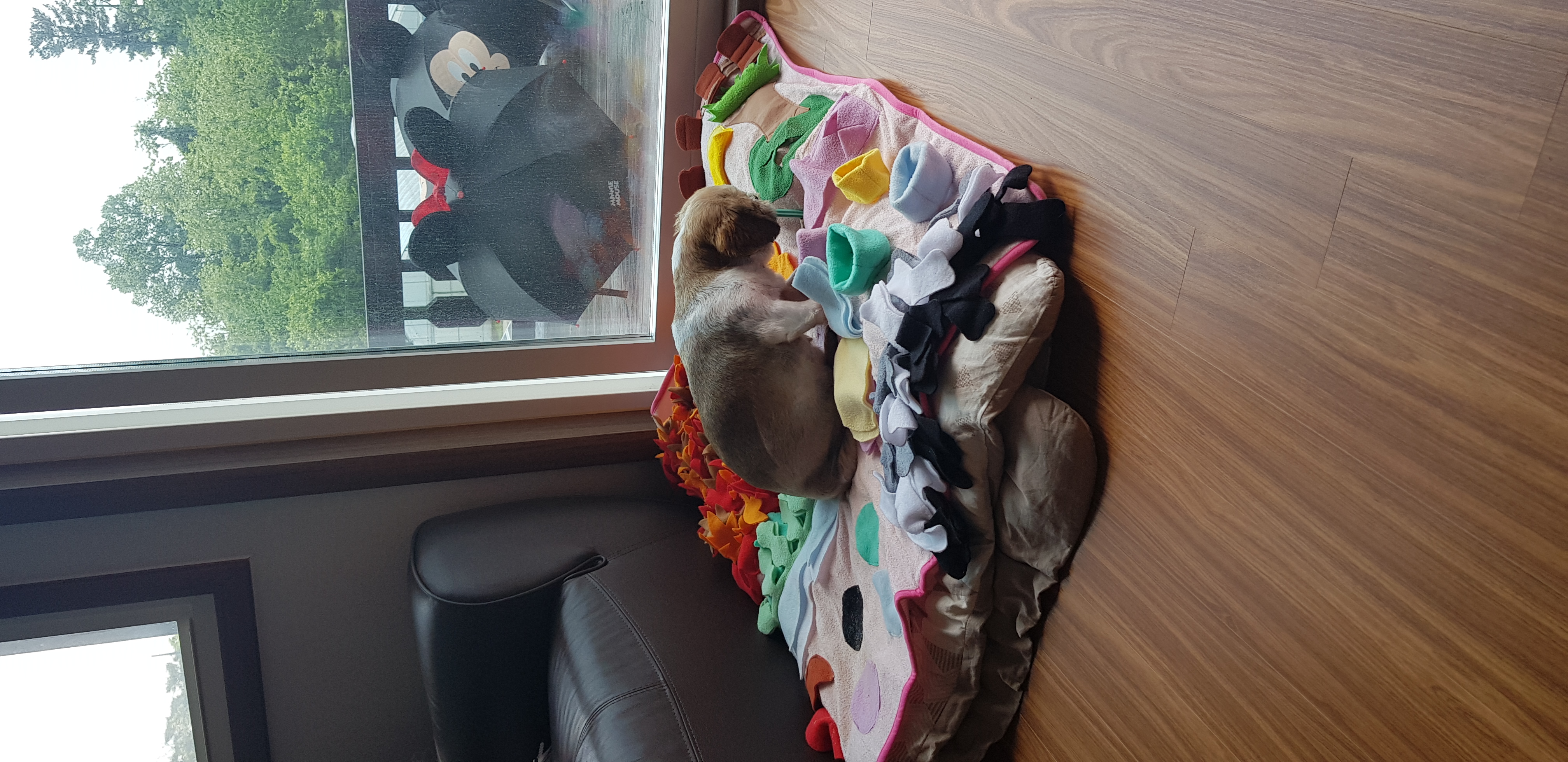 곤지암 구조견 시츄 한달