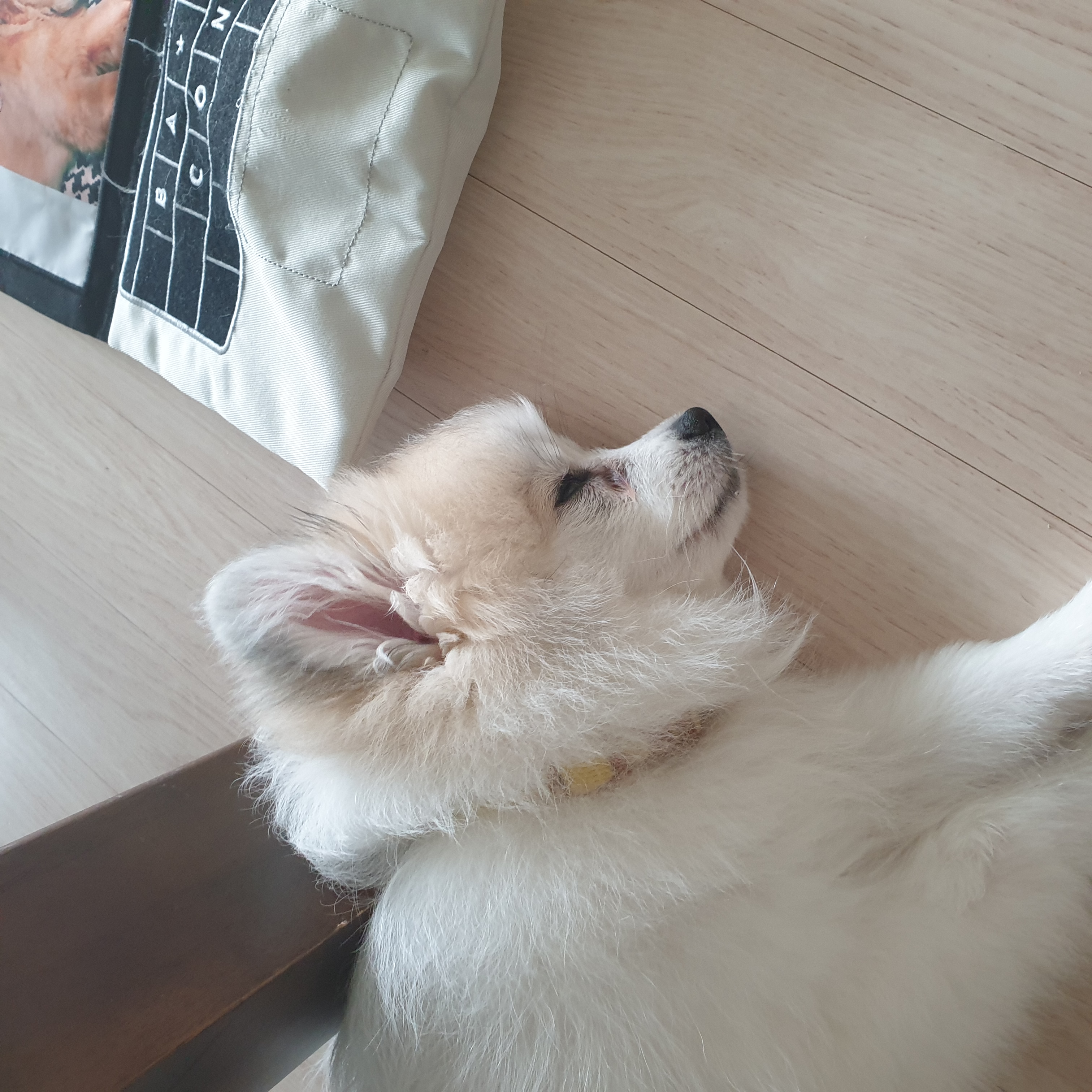 곤지암 구조견 마음이의 자견 뽀또(마일이)의 근황 한달차