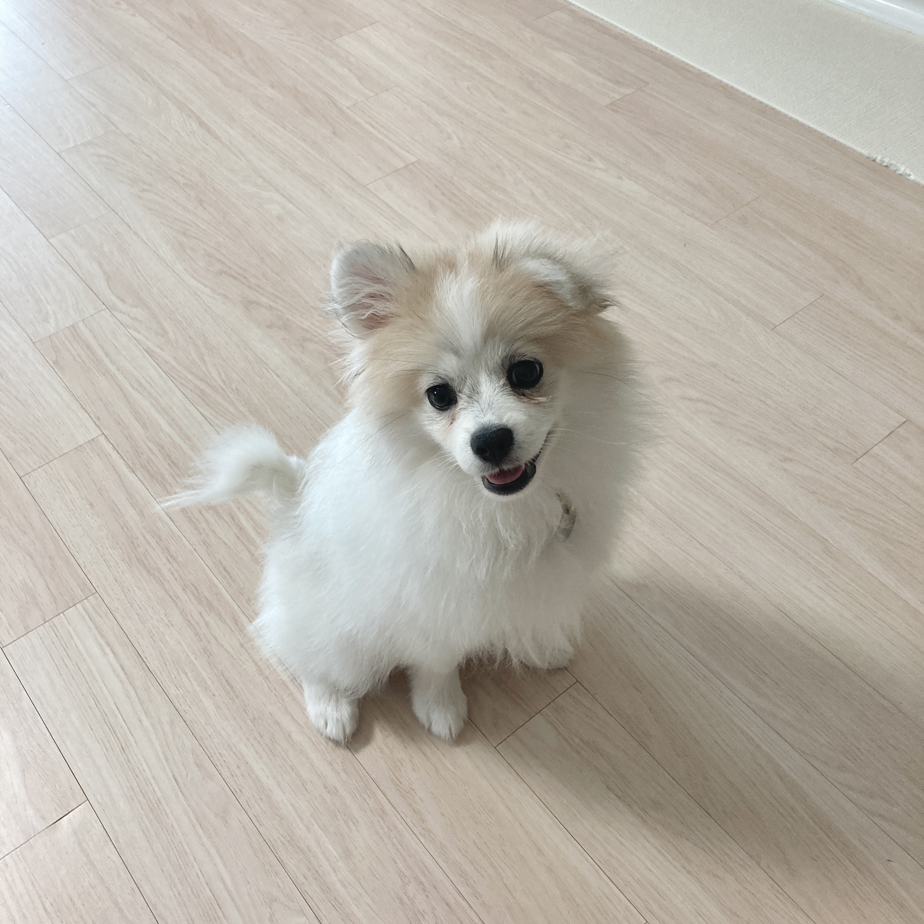 곤지암 구조견 마음이의 자견 뽀또(마일이)의 근황 한달차