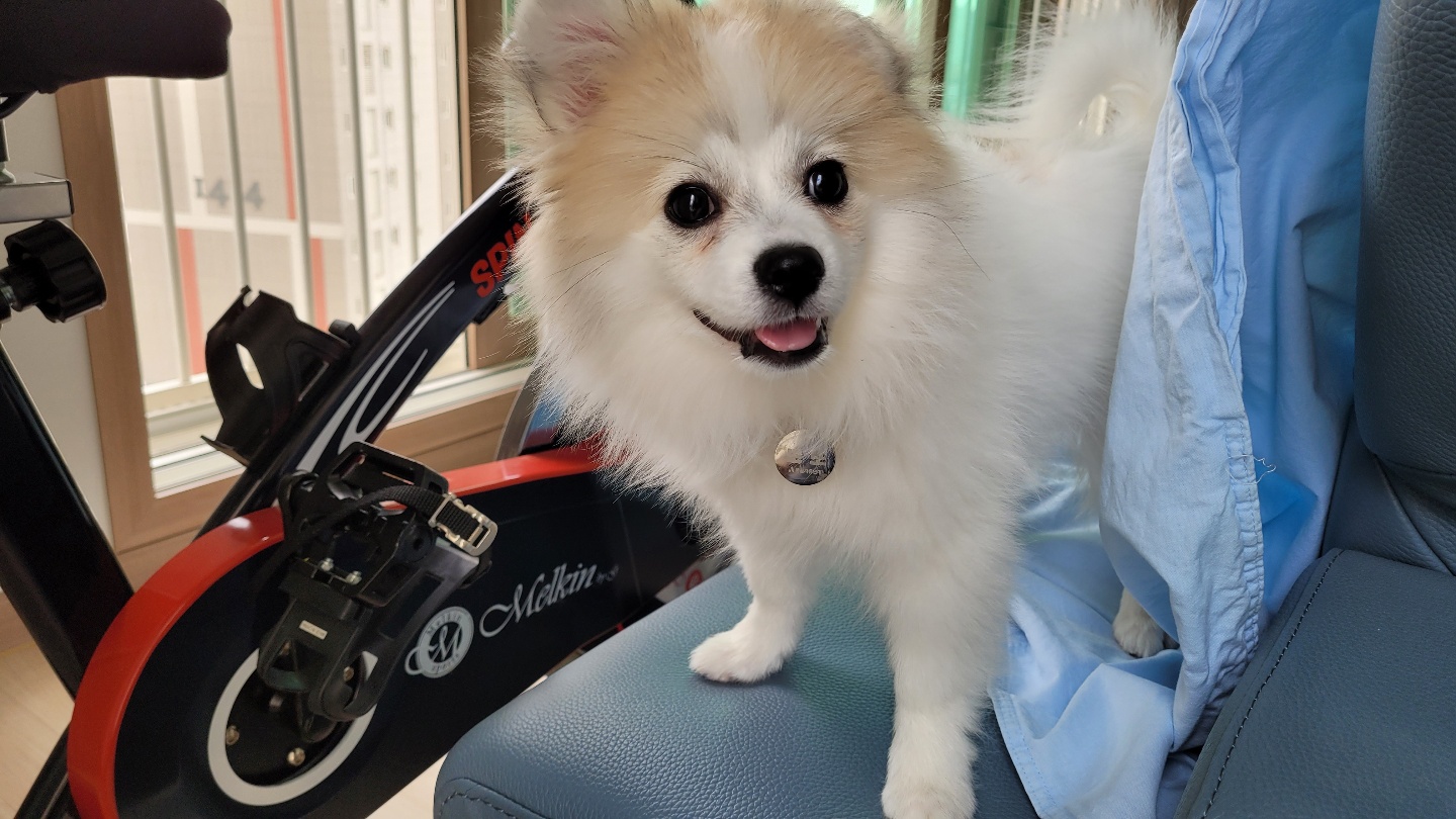 곤지암 구조견 마음이의 자견 뽀또(마일이)의 근황 한달차