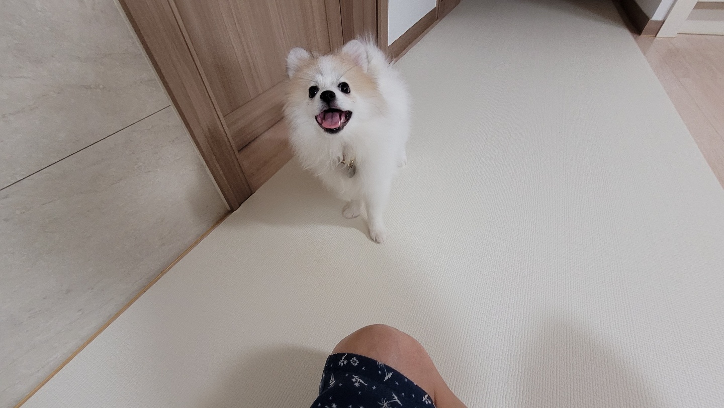 곤지암 구조견 마음이의 자견 뽀또(마일이)의 근황 한달차