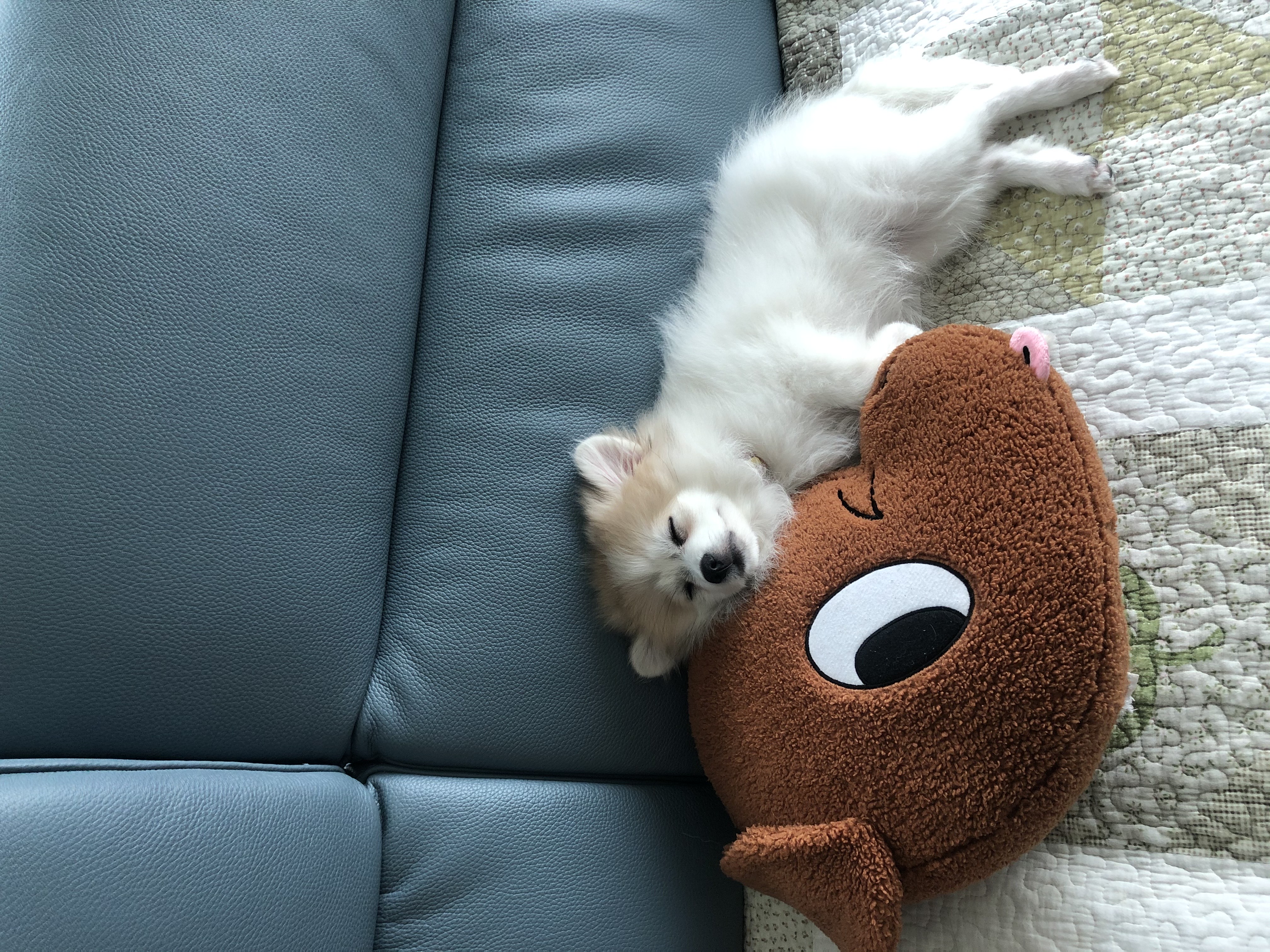 곤지암 구조견 마음이의 자견 뽀또(마일이)의 근황 한달차