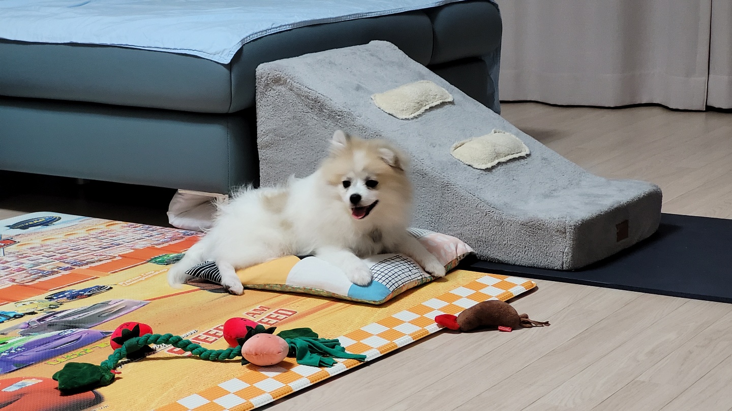 곤지암 구조견 마음이의 자견 뽀또(마일이)의 근황 한달차