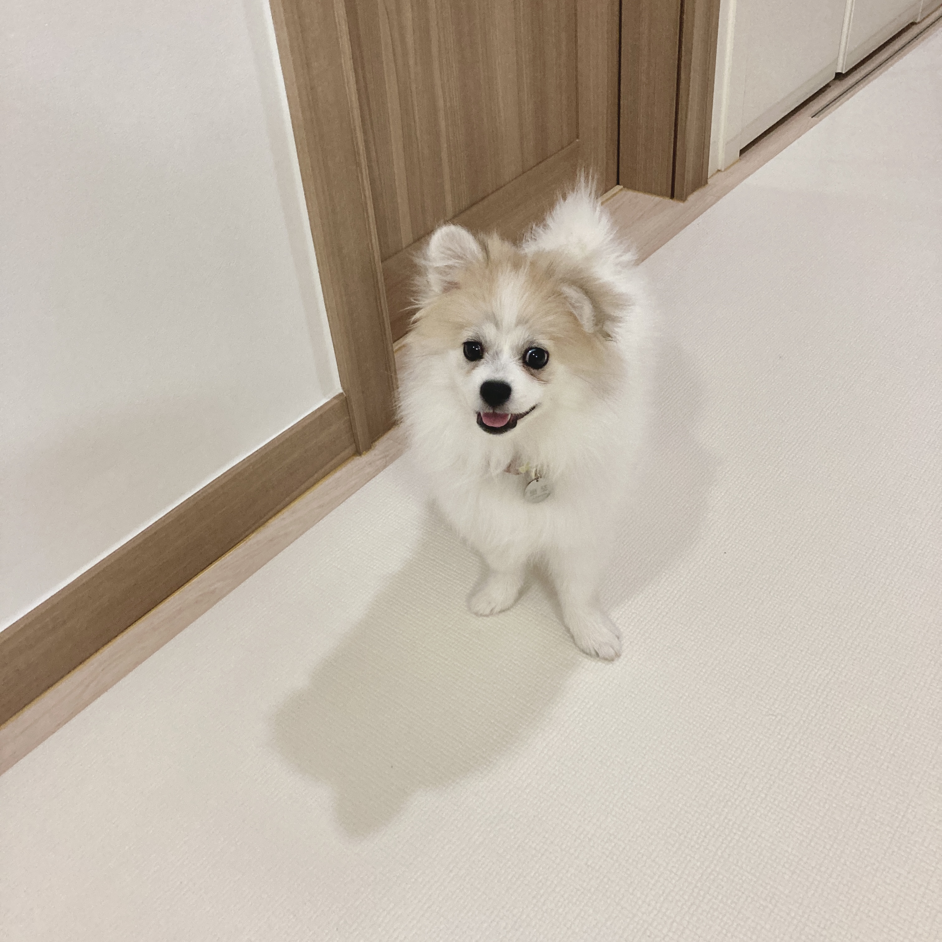 곤지암 구조견 마음이의 자견 뽀또(마일이)의 근황 한달차