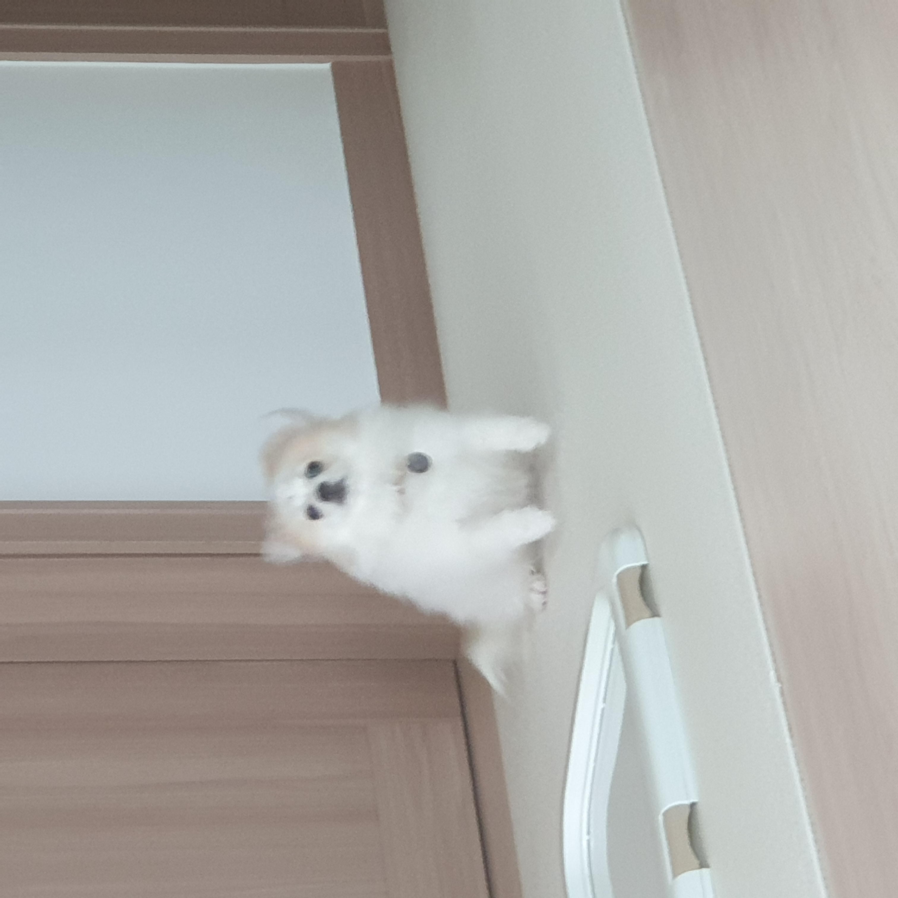 곤지암 구조견 마음이의 자견 뽀또(마일이)의 근황 한달차