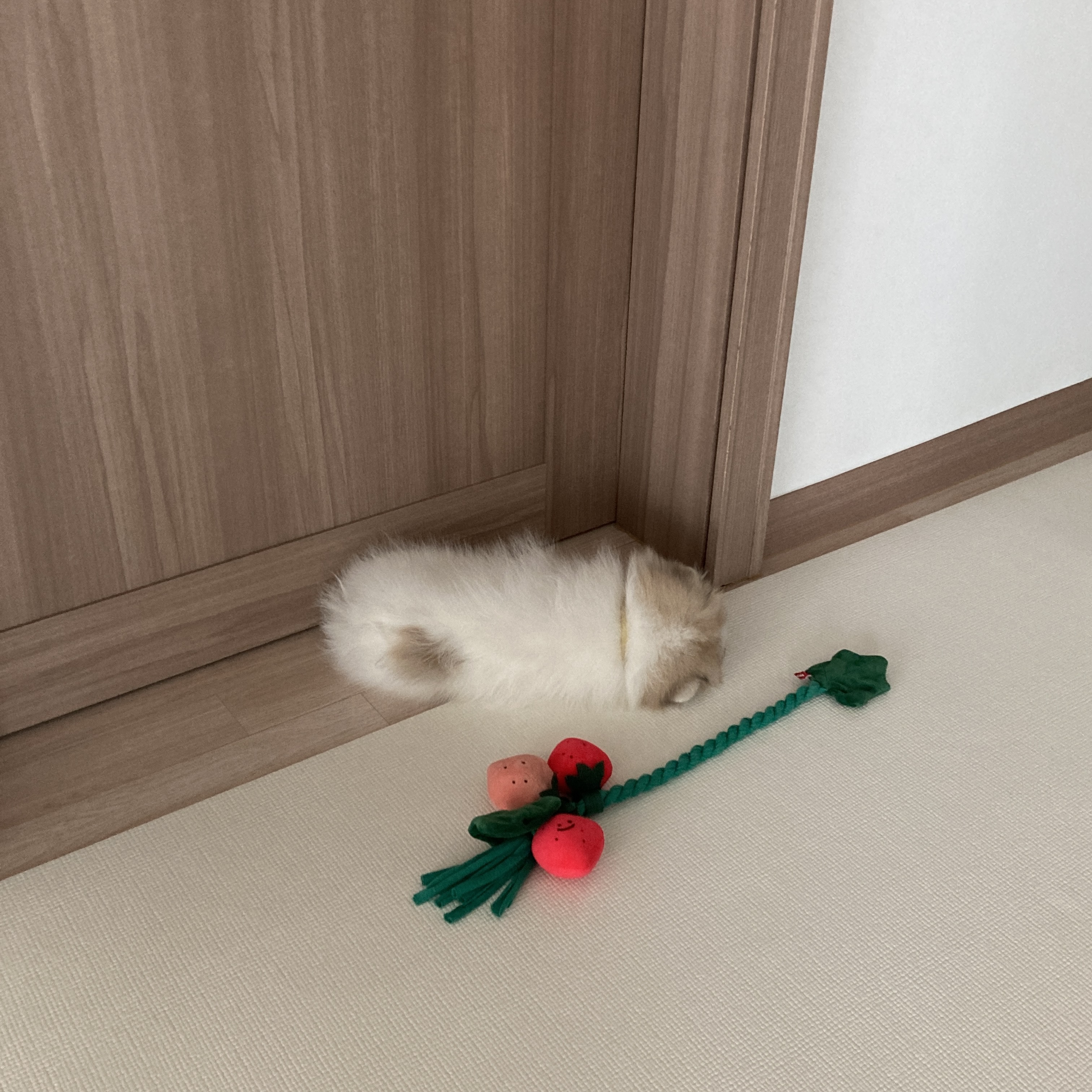 곤지암 구조견 마음이의 자견 뽀또(마일이)의 근황 한달차