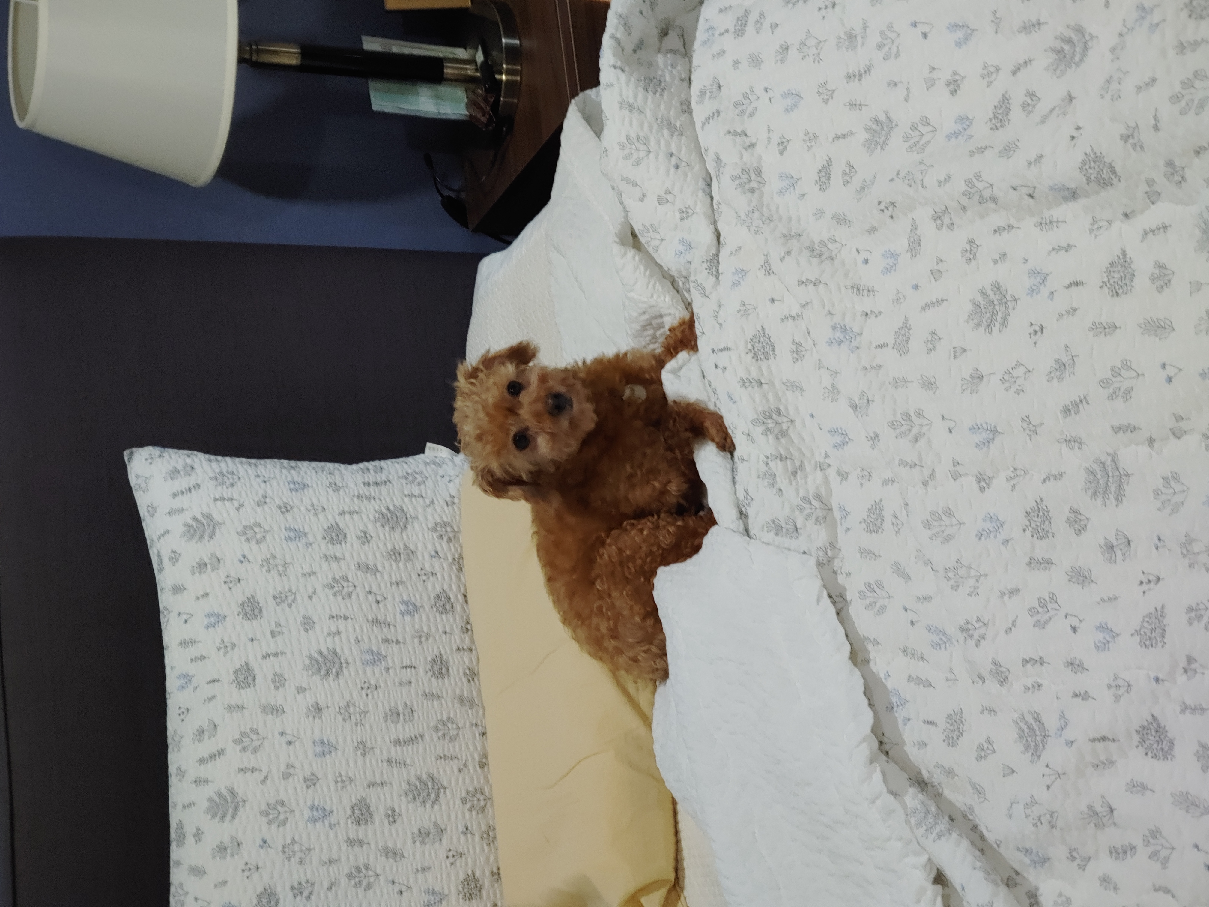 팔랑이~~(지금은  버디예요~~^^)   한달후기입니다~~~~