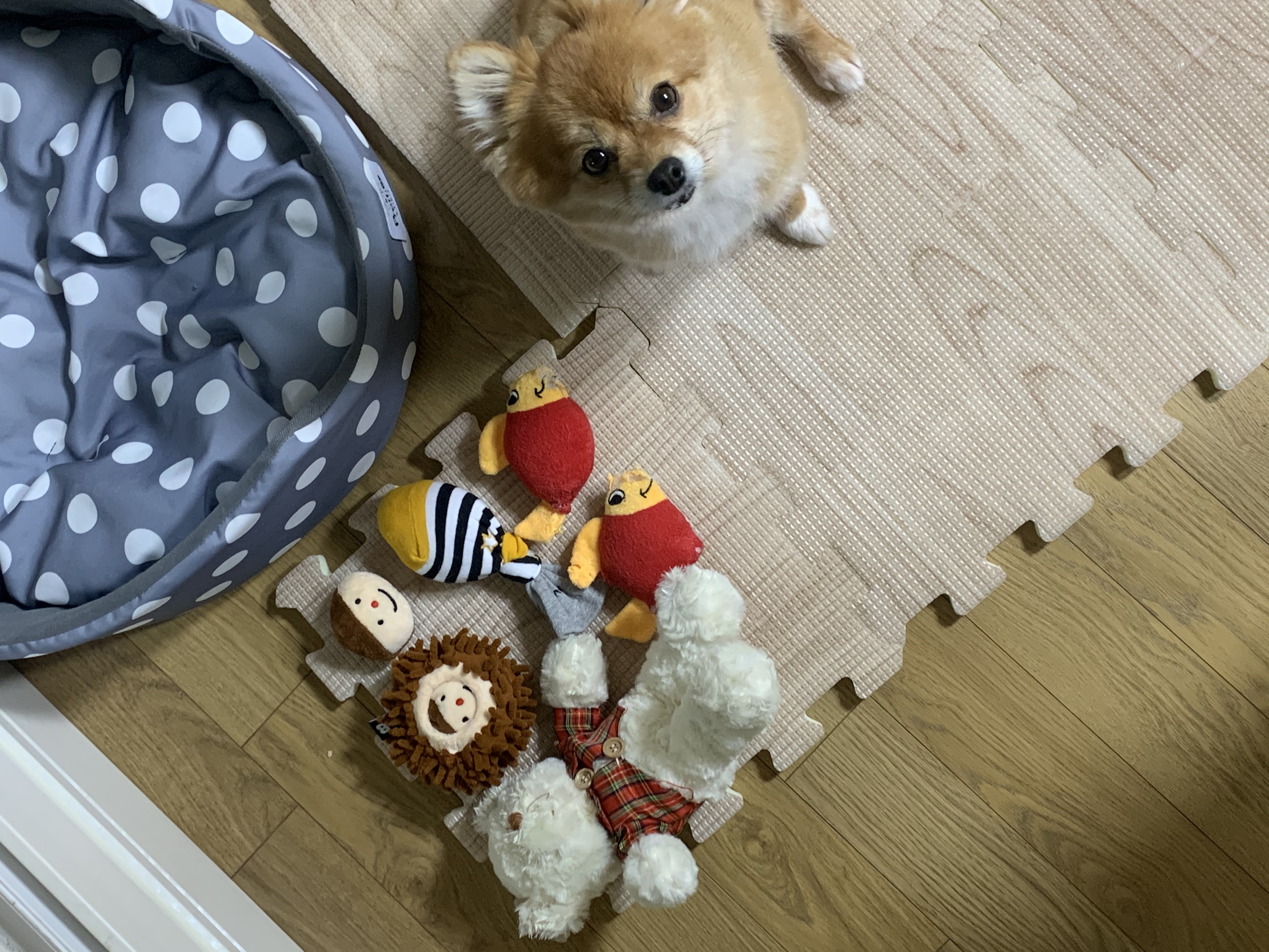 토리와 함께한 3개월 (곤지암 삼곤이)