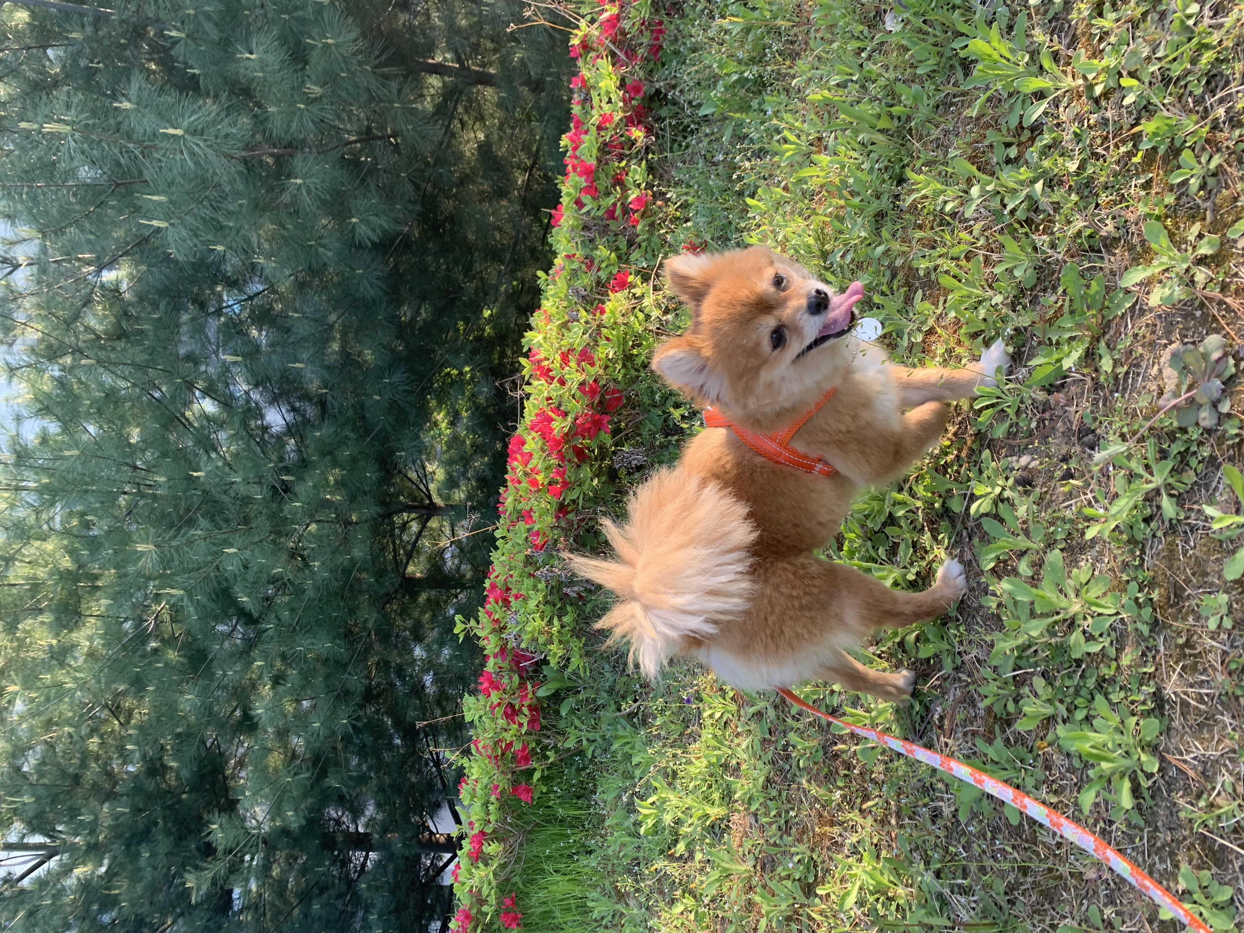 토리와 함께한 3개월 (곤지암 삼곤이)