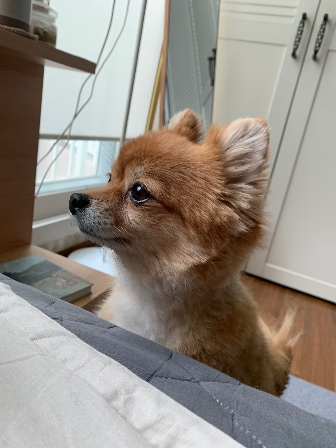 토리와 함께한 3개월 (곤지암 삼곤이)