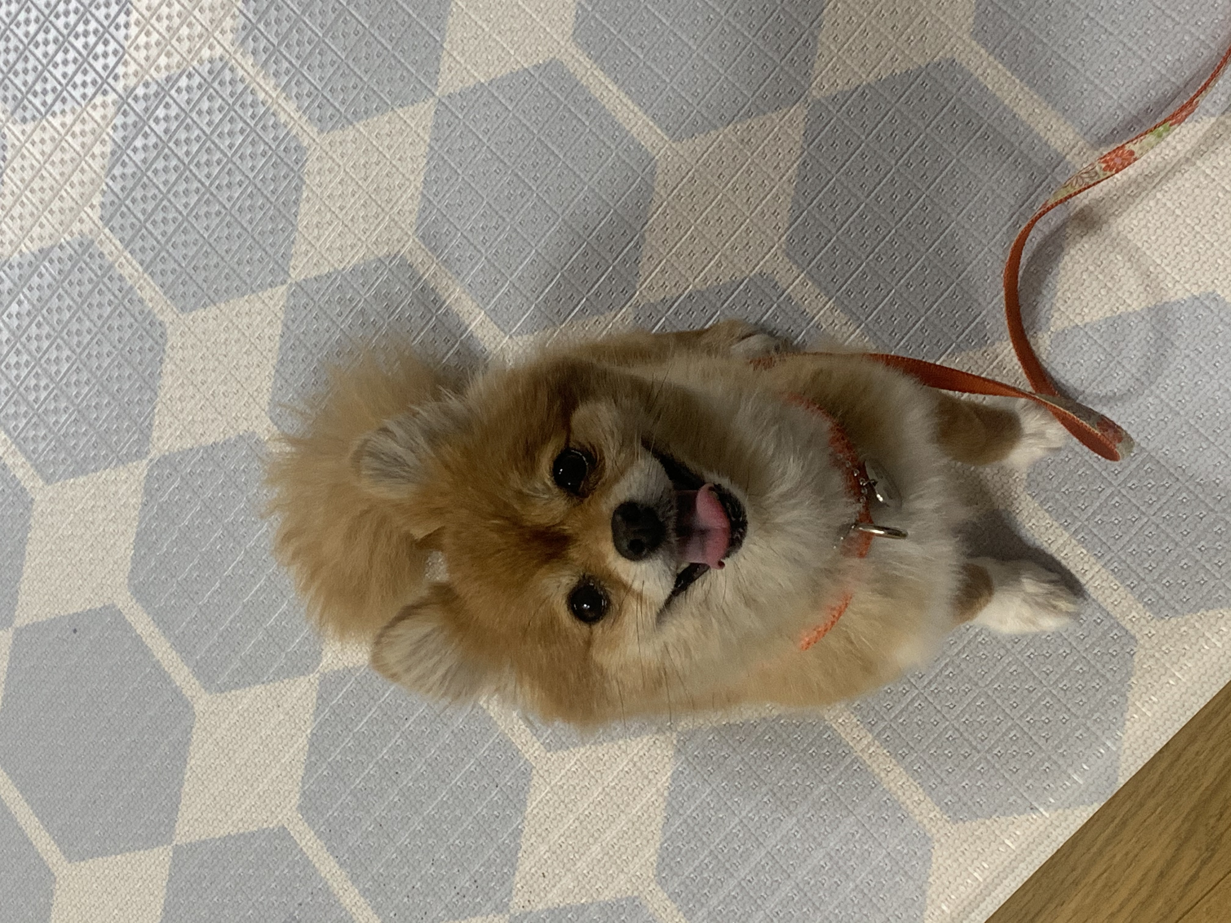 토리와 함께한 3개월 (곤지암 삼곤이)