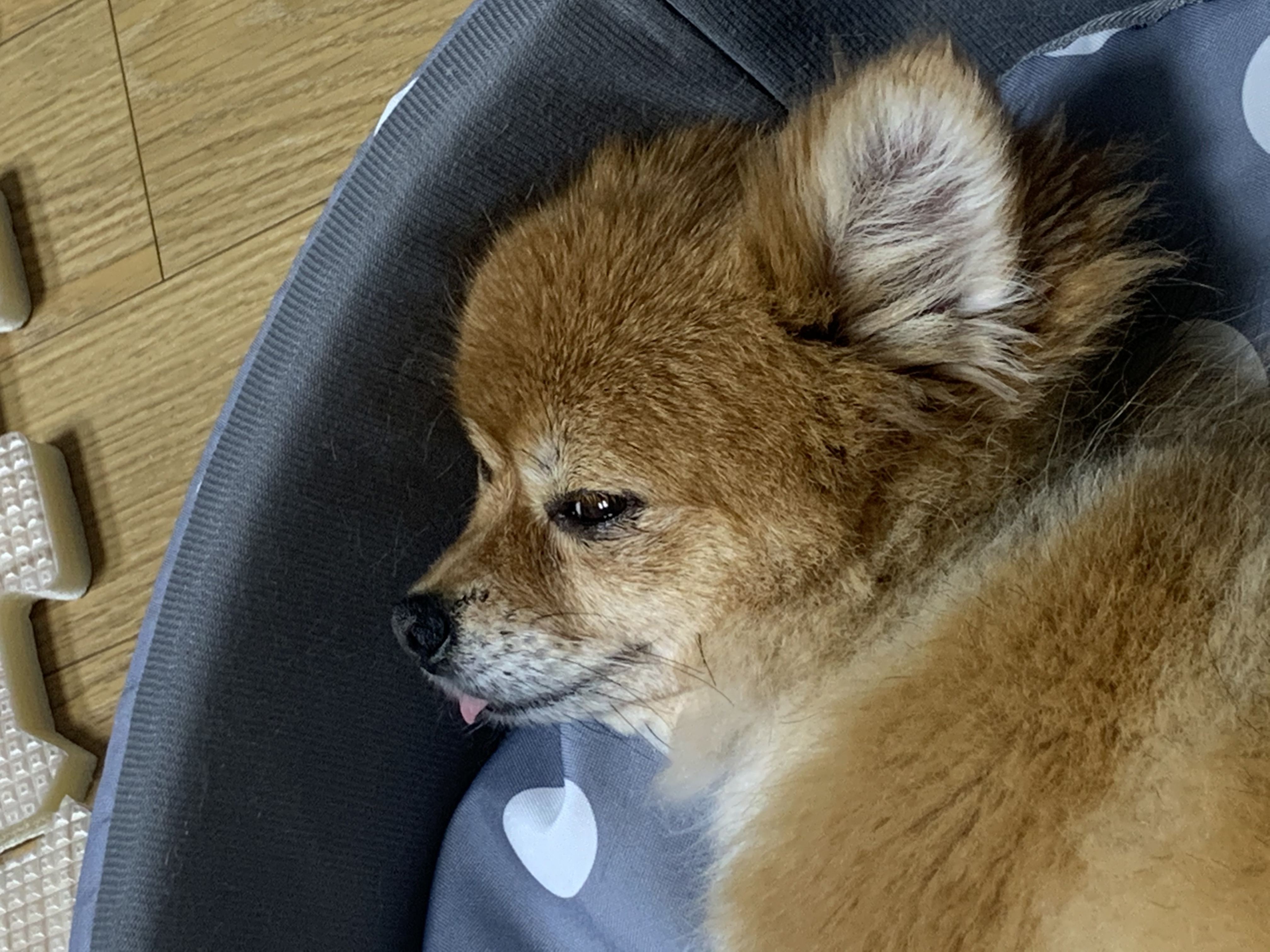 토리와 함께한 3개월 (곤지암 삼곤이)