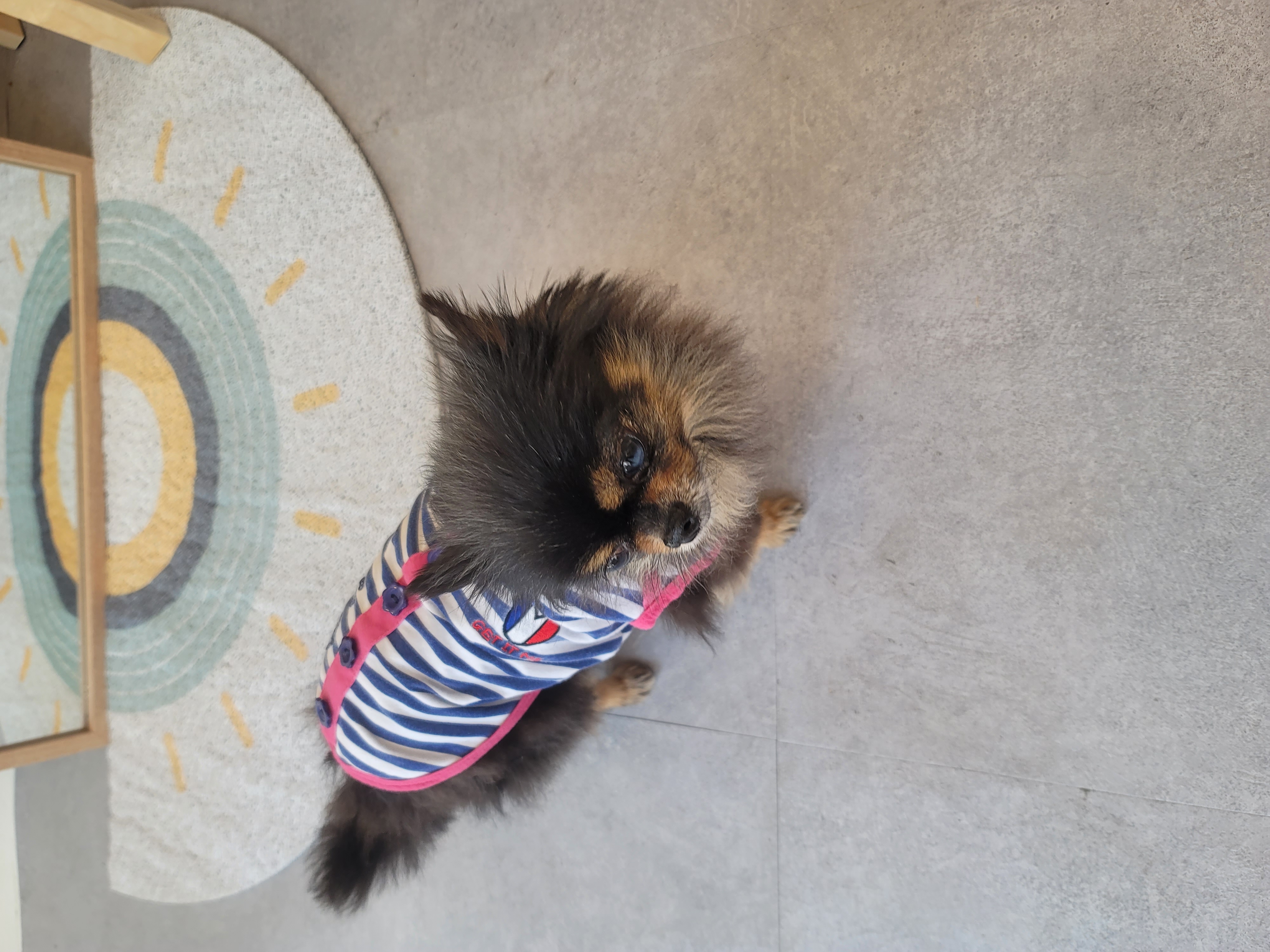 왕밤이 입양한달~~~