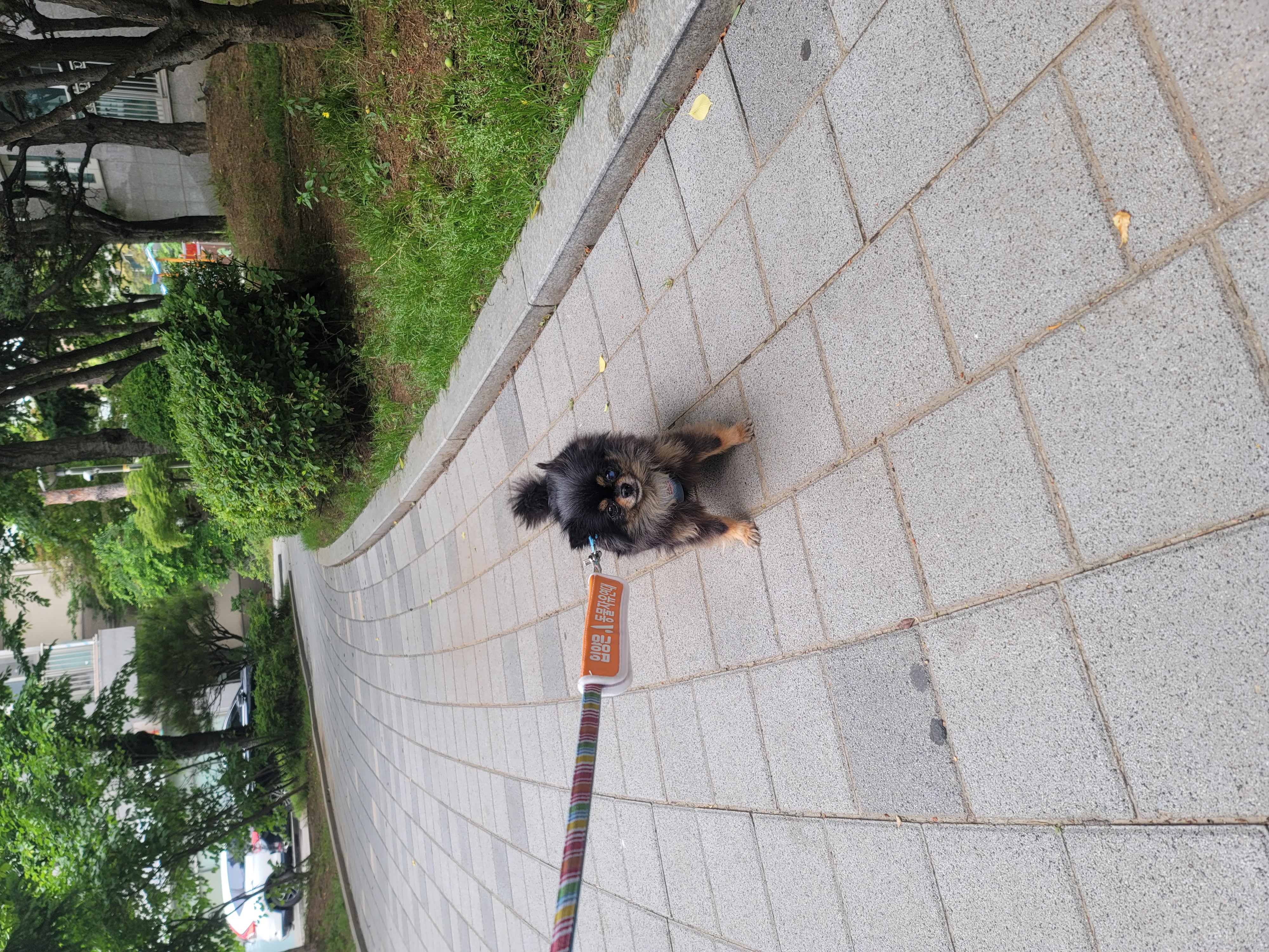 왕밤이 입양한달~~~