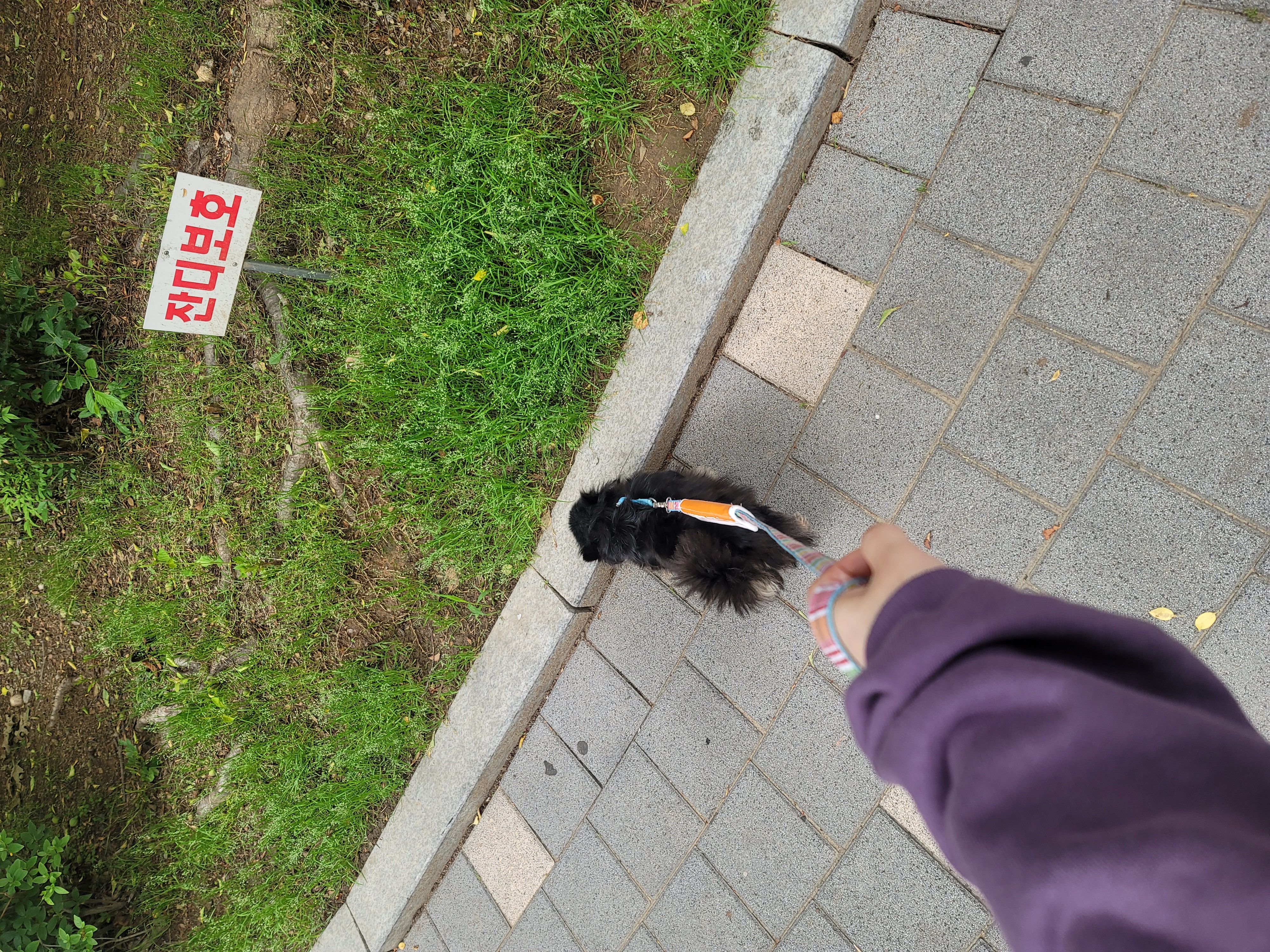 왕밤이 입양한달~~~