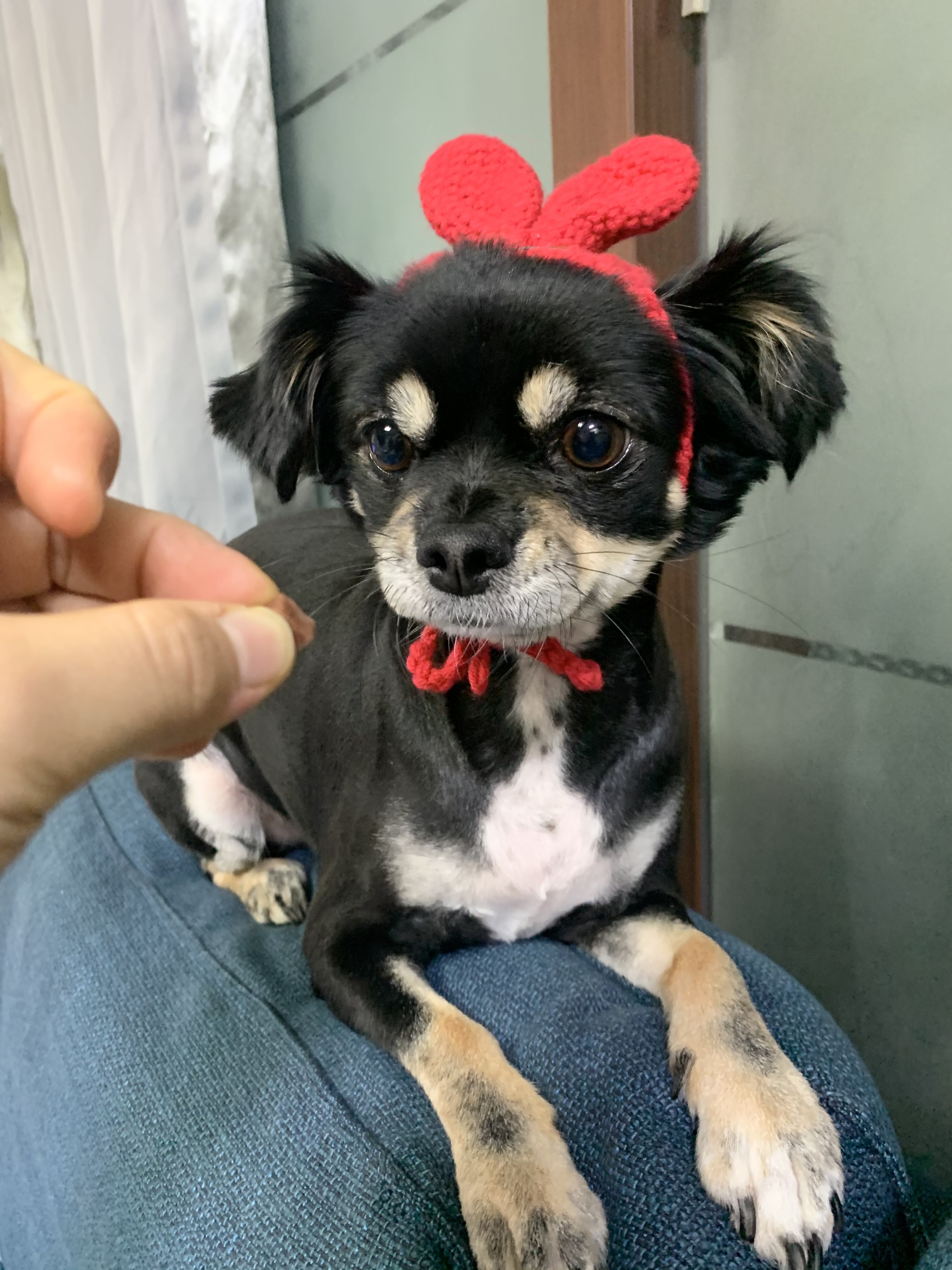 깜뭉이(평택번식장)가 가족이 된지 1년❤️