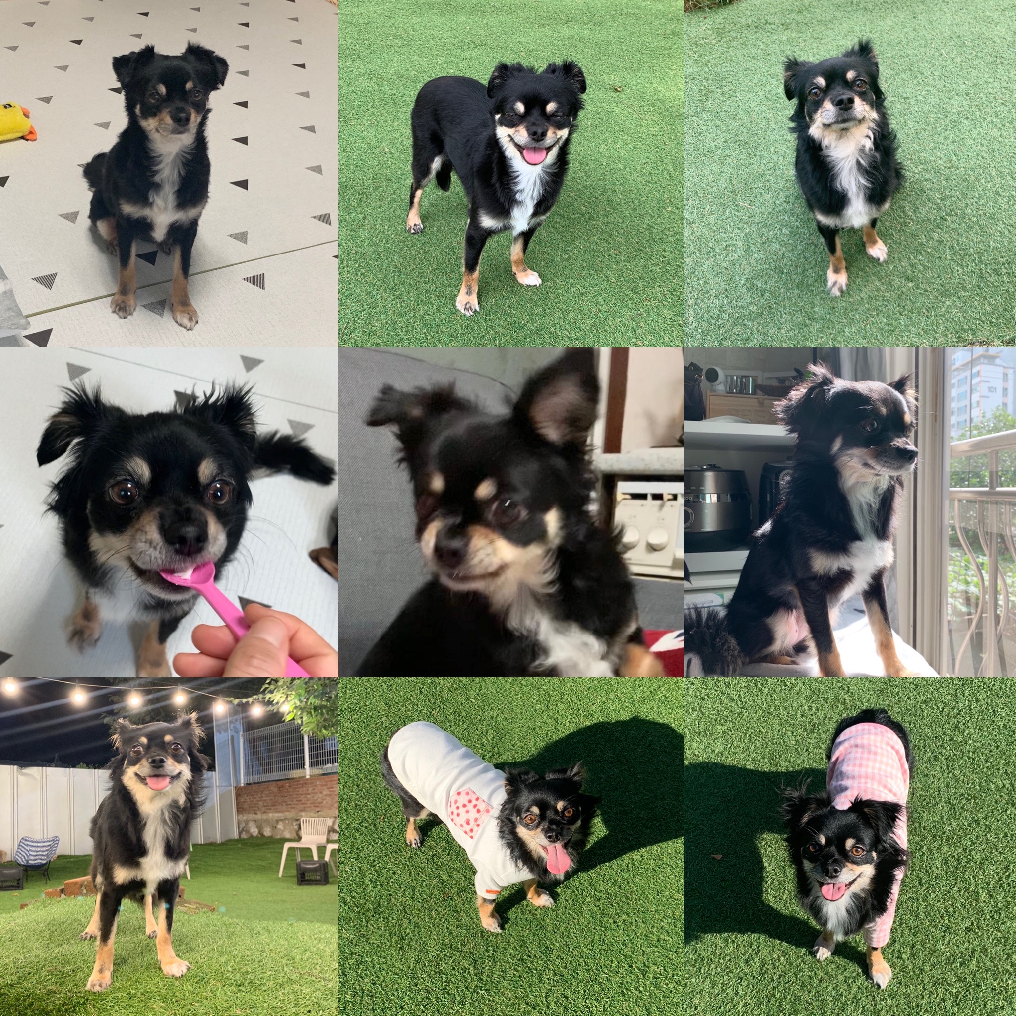 깜뭉이(평택번식장)가 가족이 된지 1년❤️