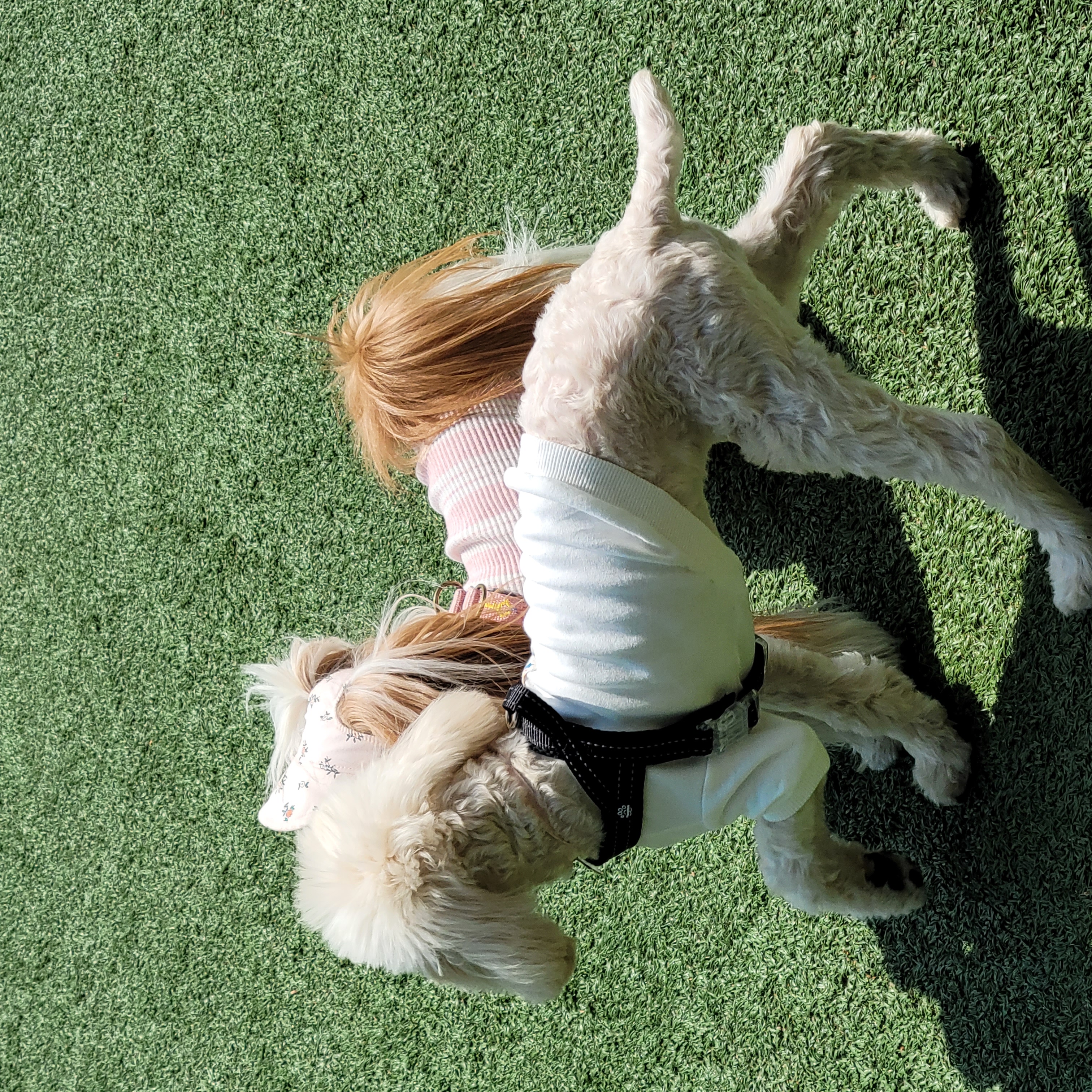 푸사 (보리) 3개월차