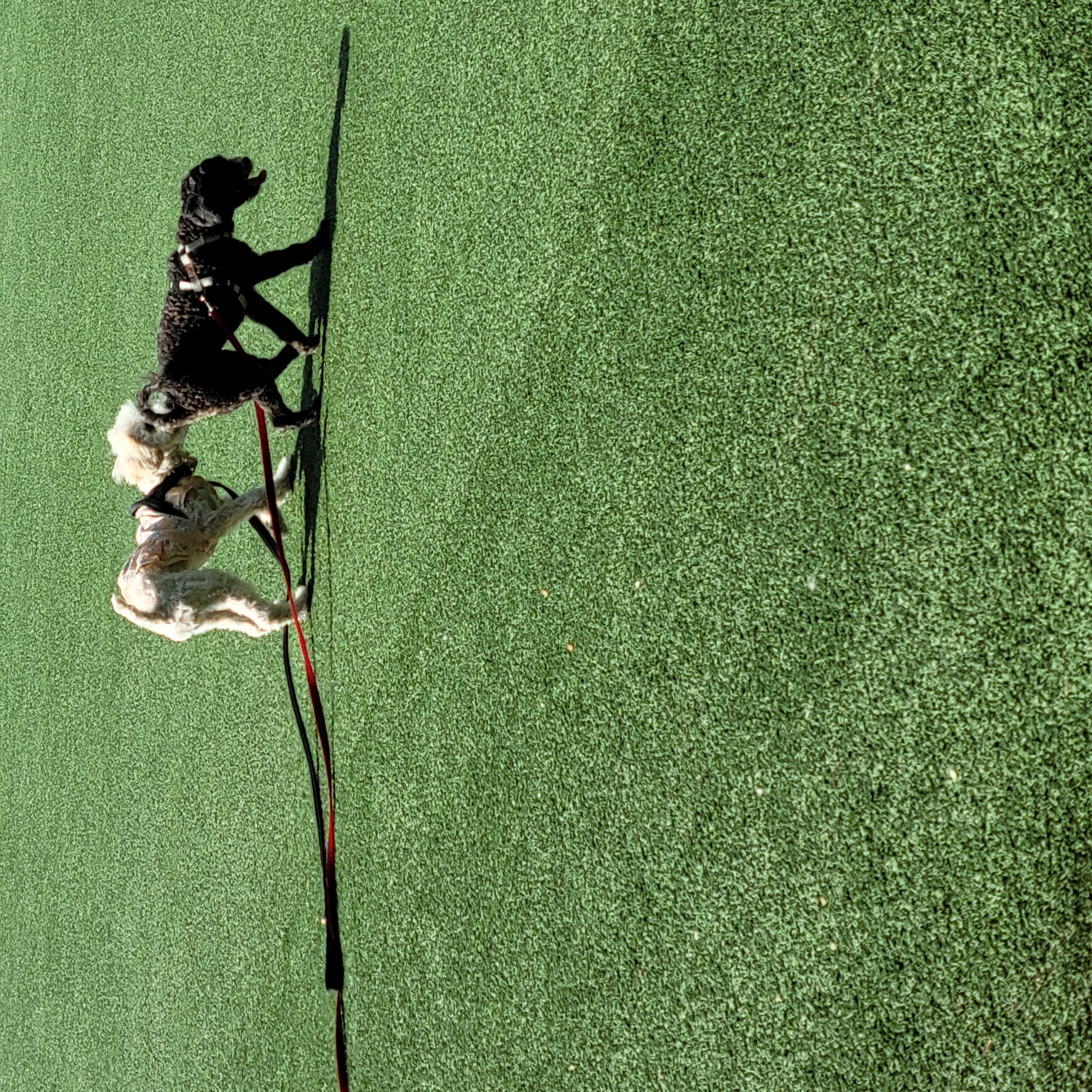 푸사 (보리) 3개월차