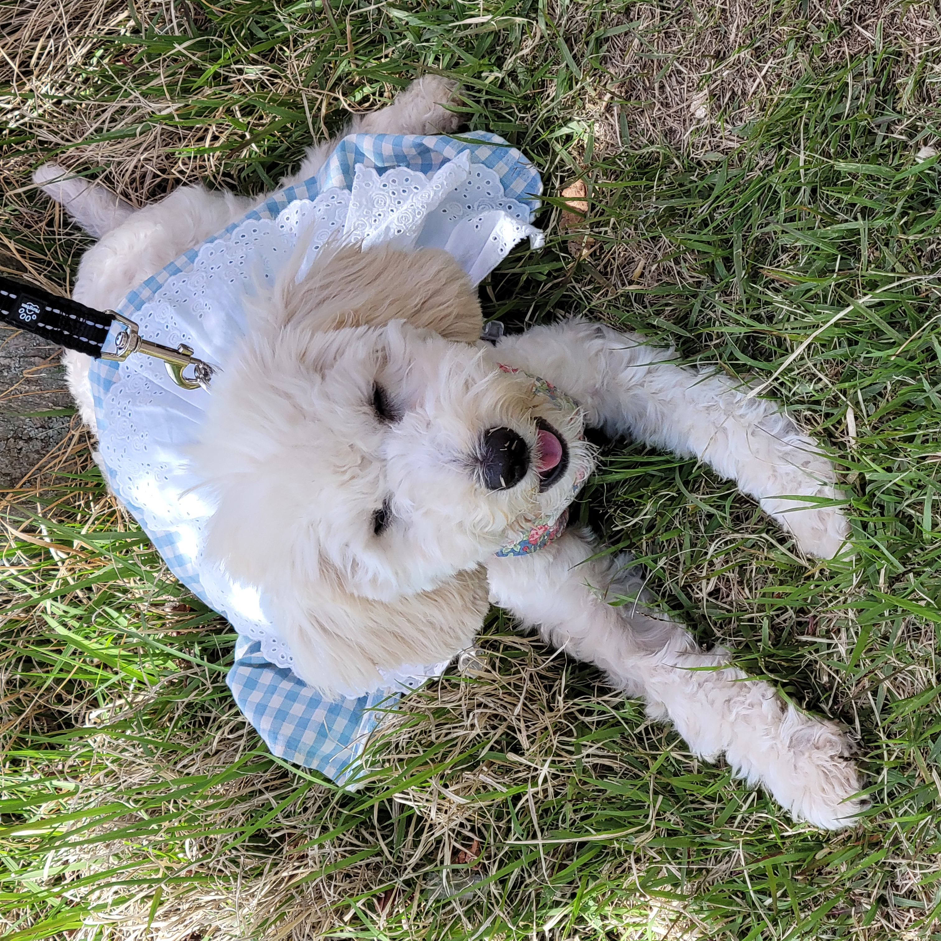 푸사 (보리) 3개월차