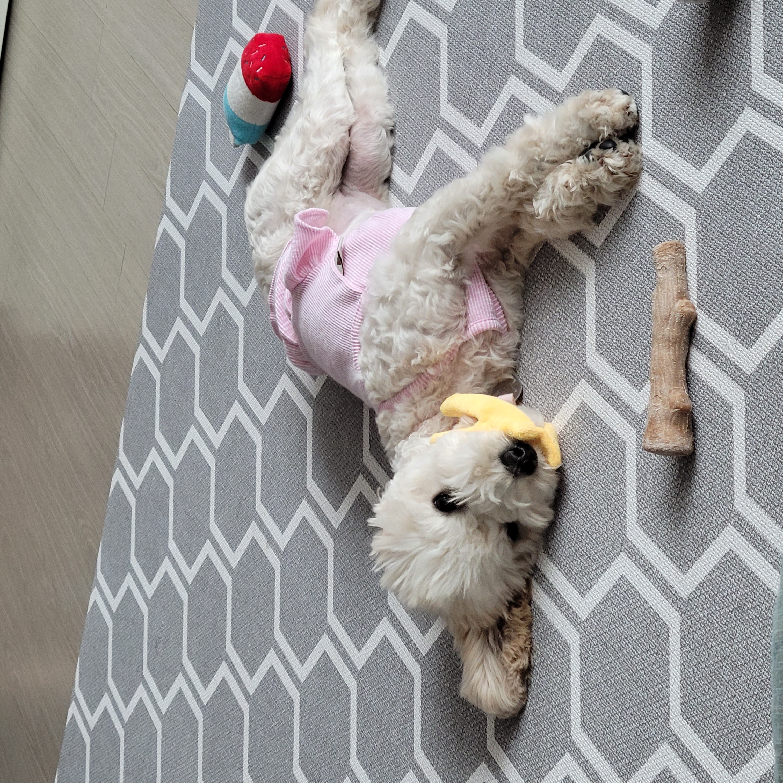 푸사 (보리) 3개월차