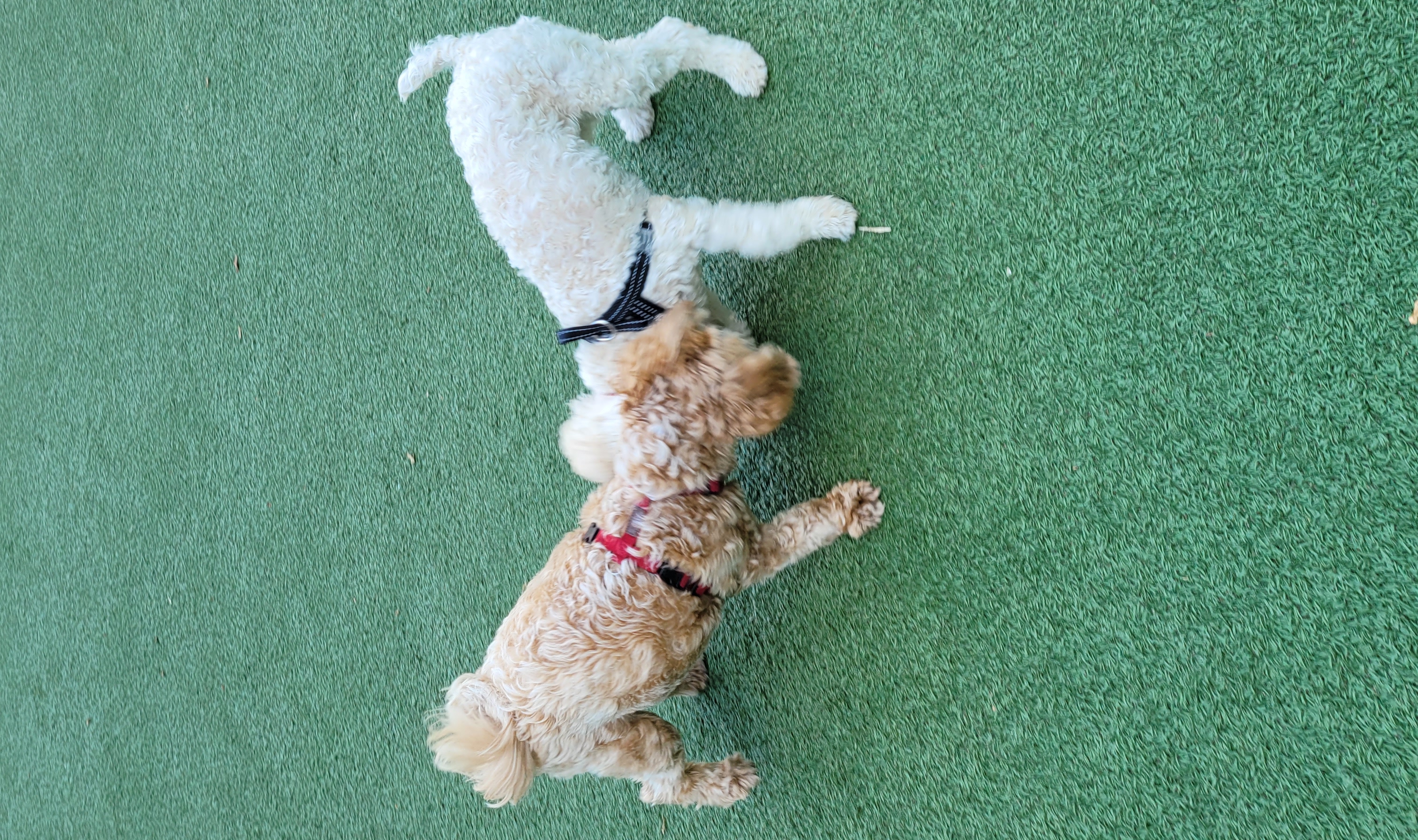 푸사 (보리) 3개월차