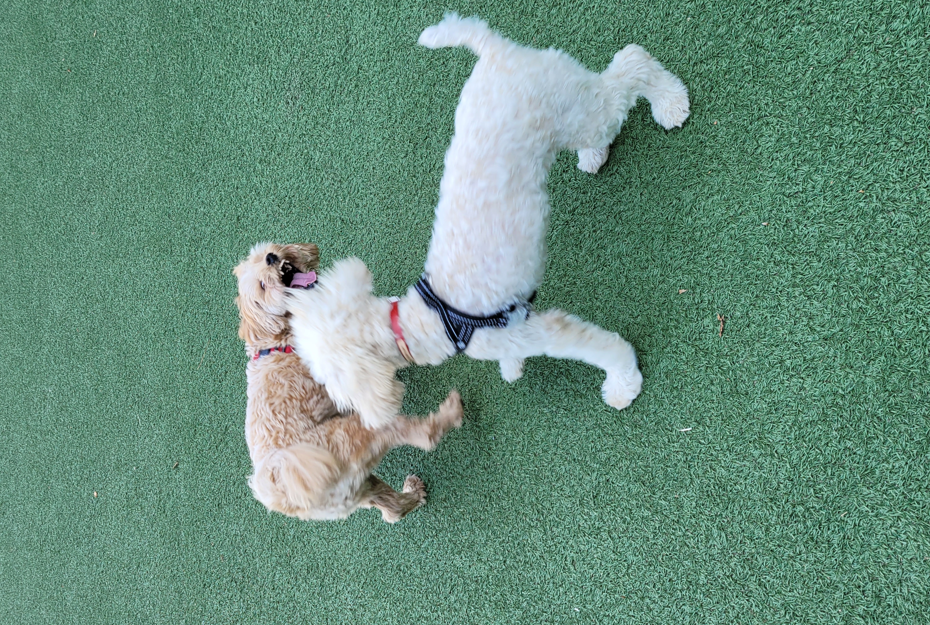 푸사 (보리) 3개월차