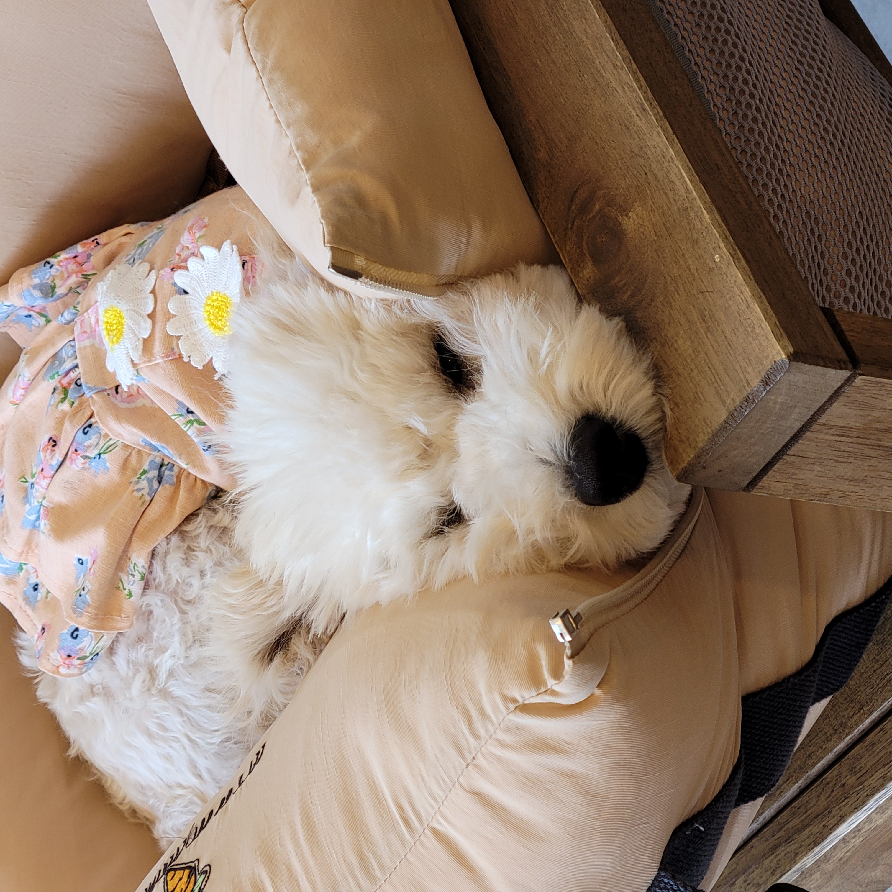 푸사 (보리) 3개월차