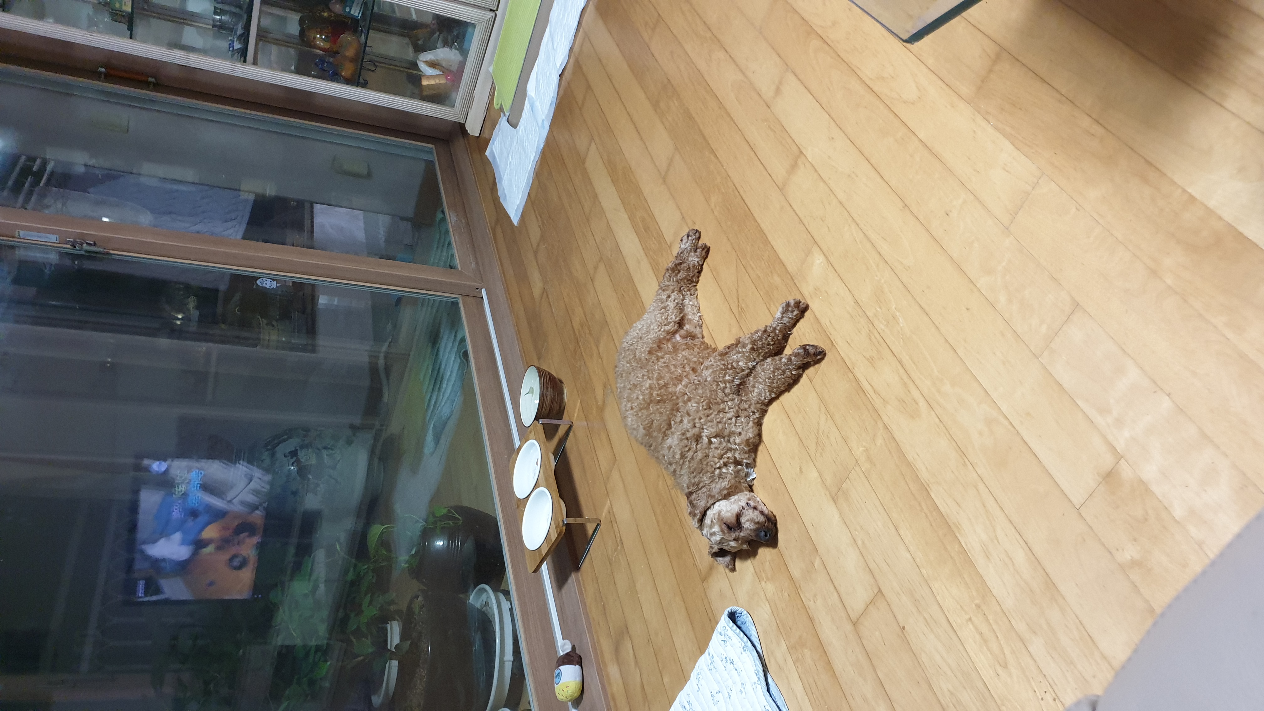 사랑이(춘배) 입양1주일째 후기입니다.