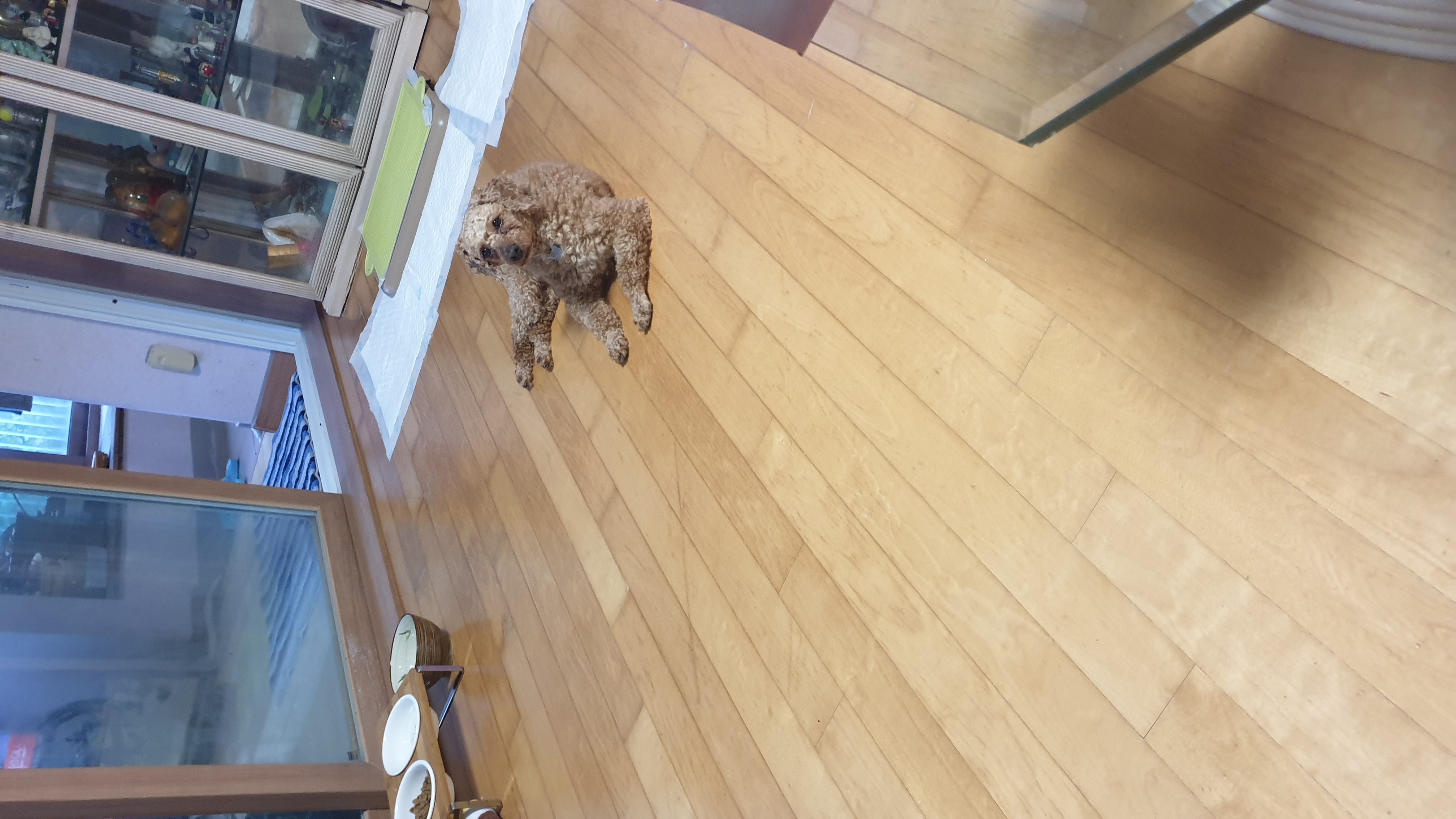 사랑이(춘배) 입양1주일째 후기입니다.