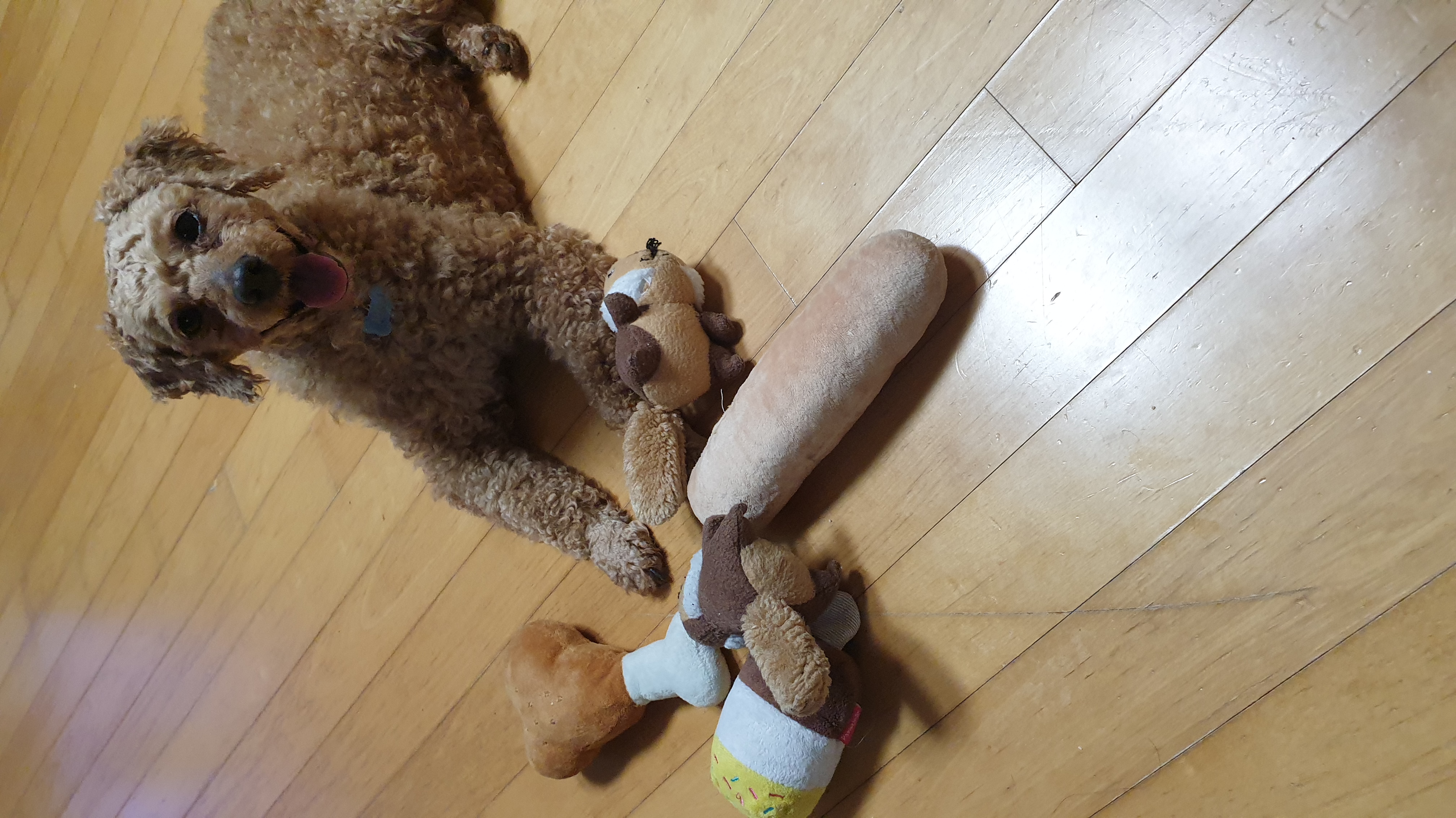 사랑이(춘배) 입양1주일째 후기입니다.