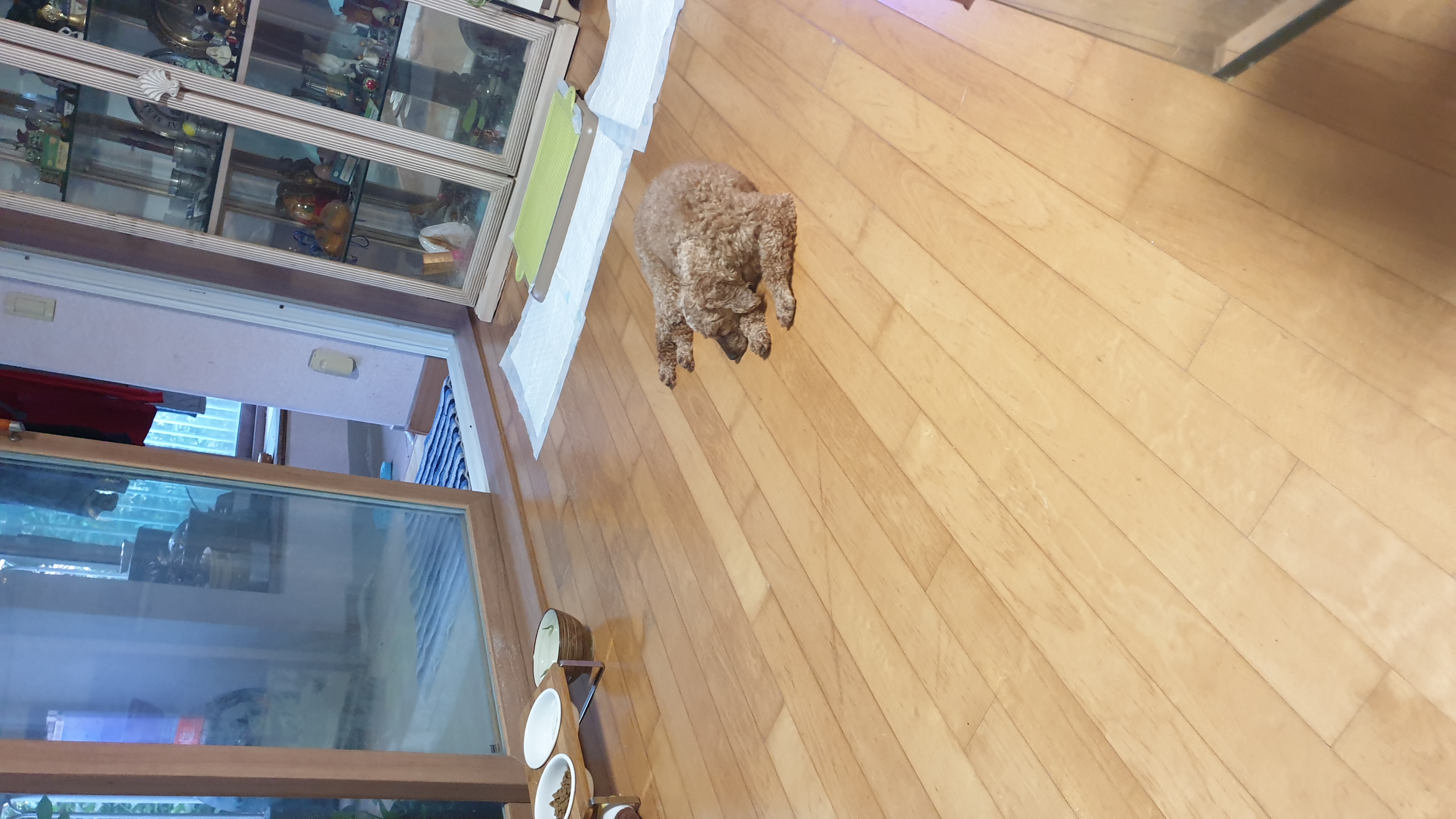 사랑이(춘배) 입양1주일째 후기입니다.