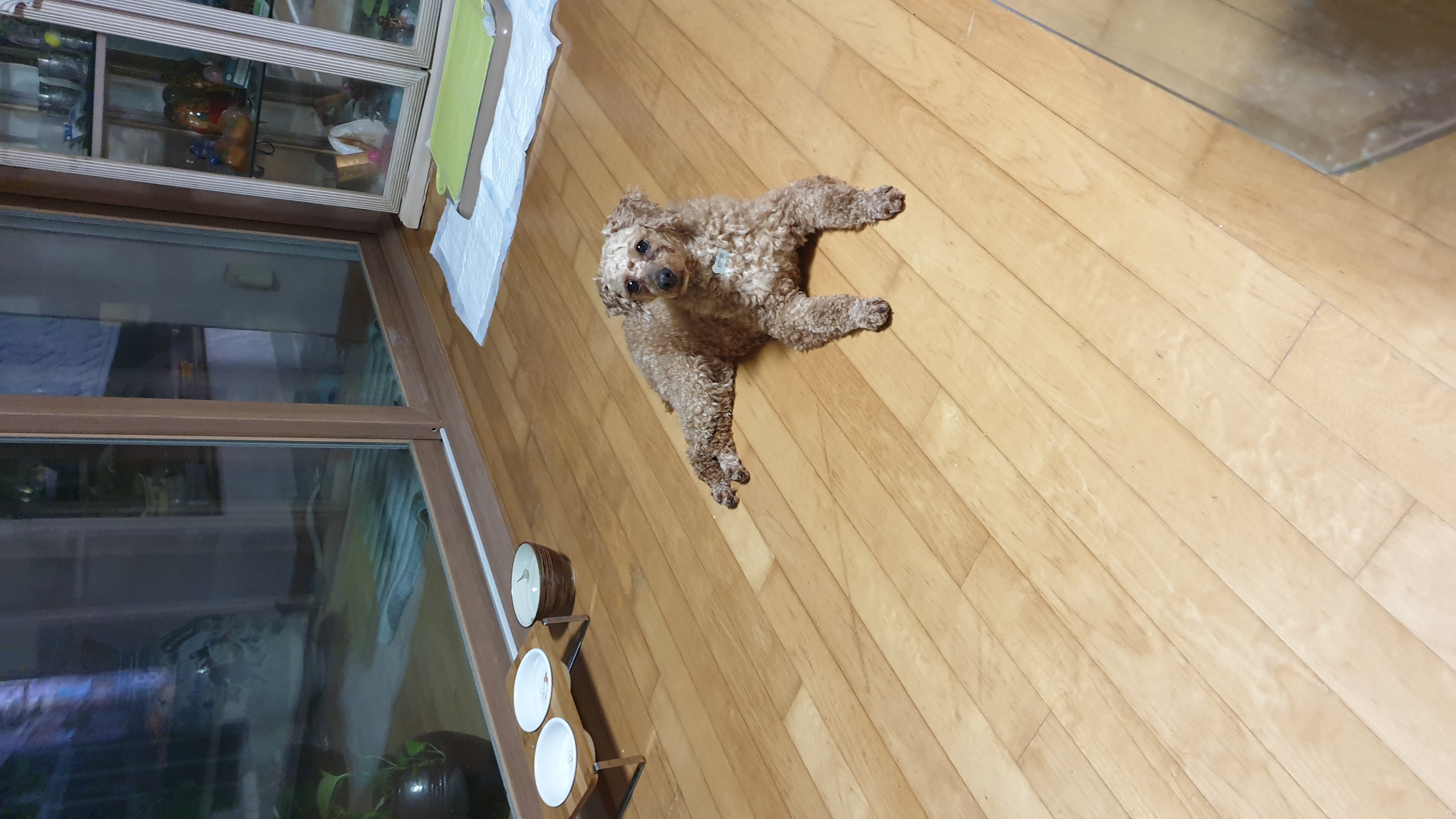 사랑이(춘배) 입양1주일째 후기입니다.