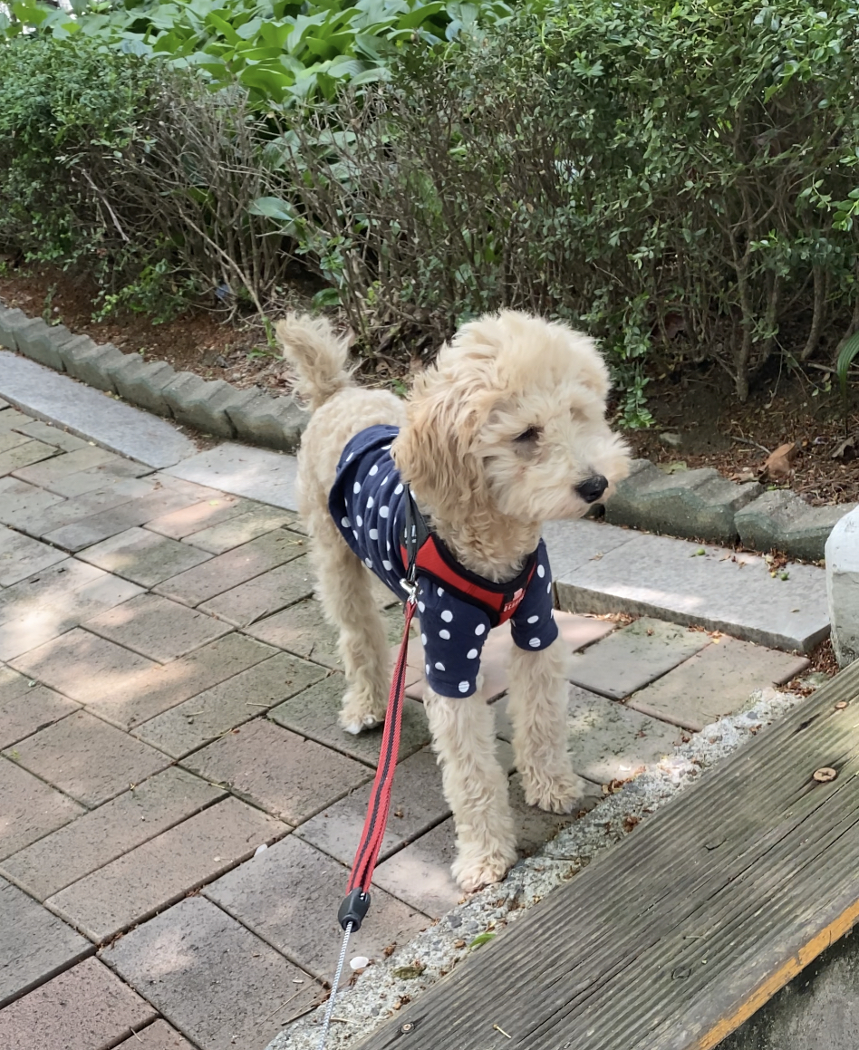 곤지암 푸삼(도담이) 3달 후기