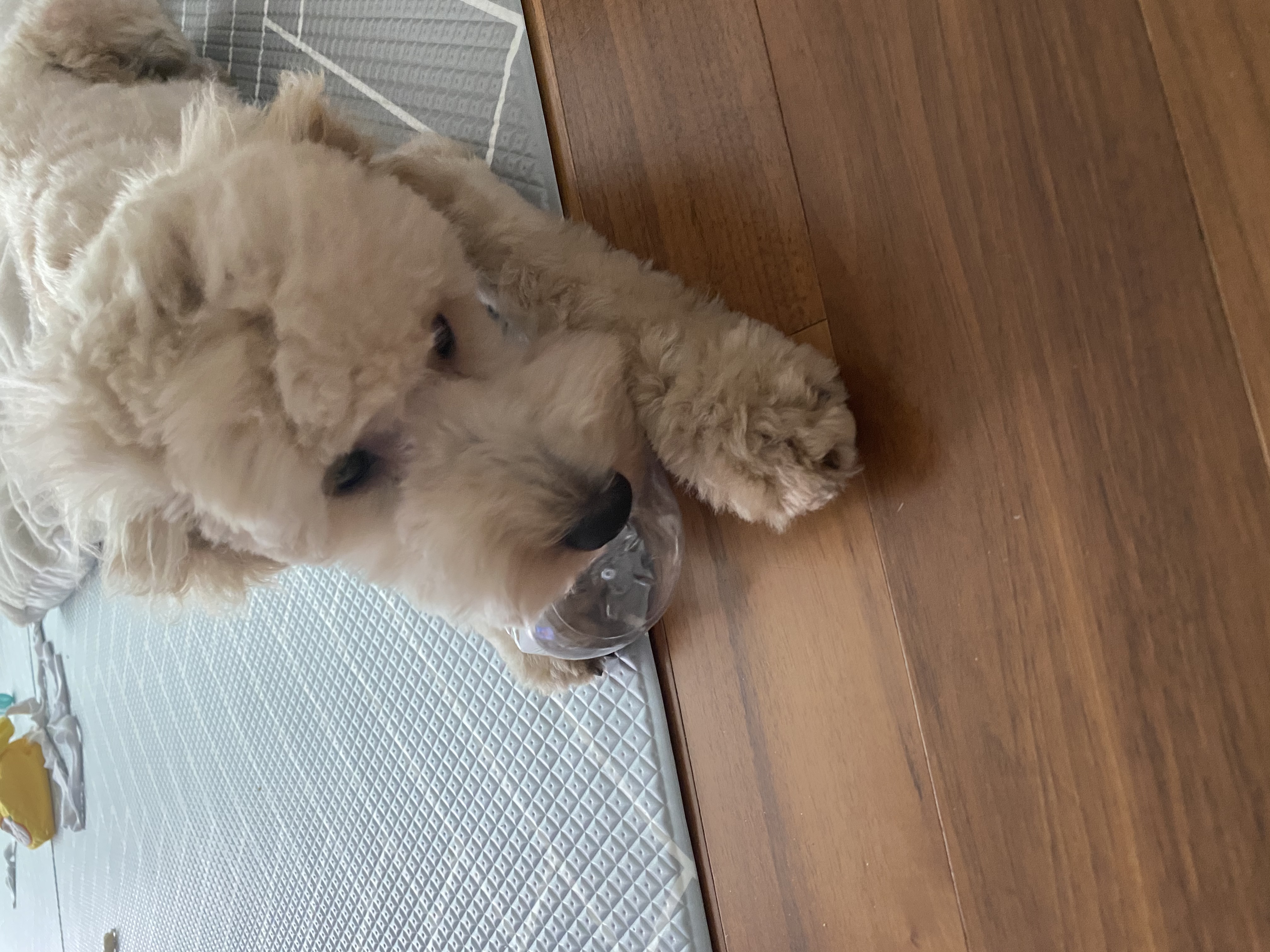 곤지암 푸삼(도담이) 3달 후기