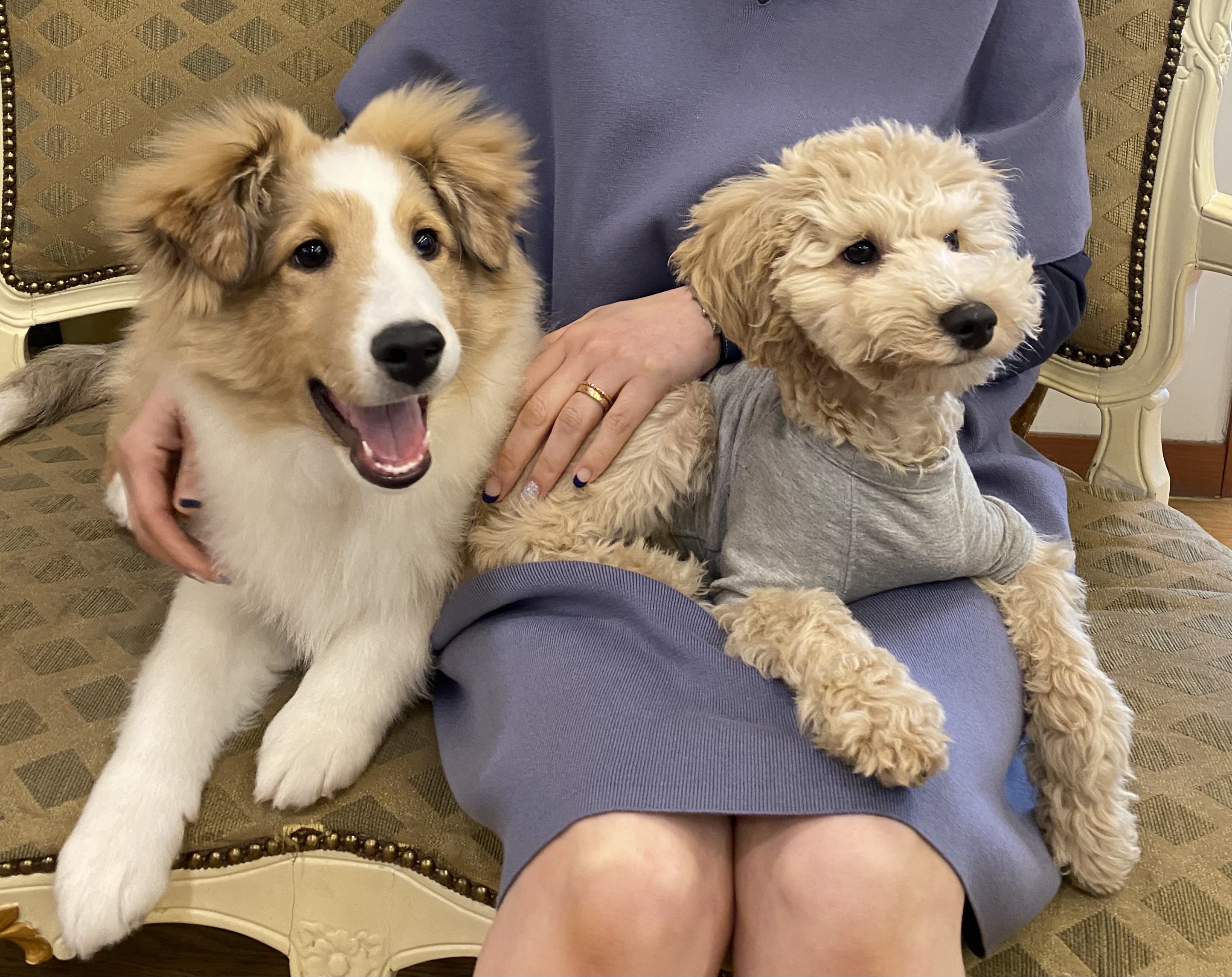 곤지암 푸삼(도담이) 3달 후기