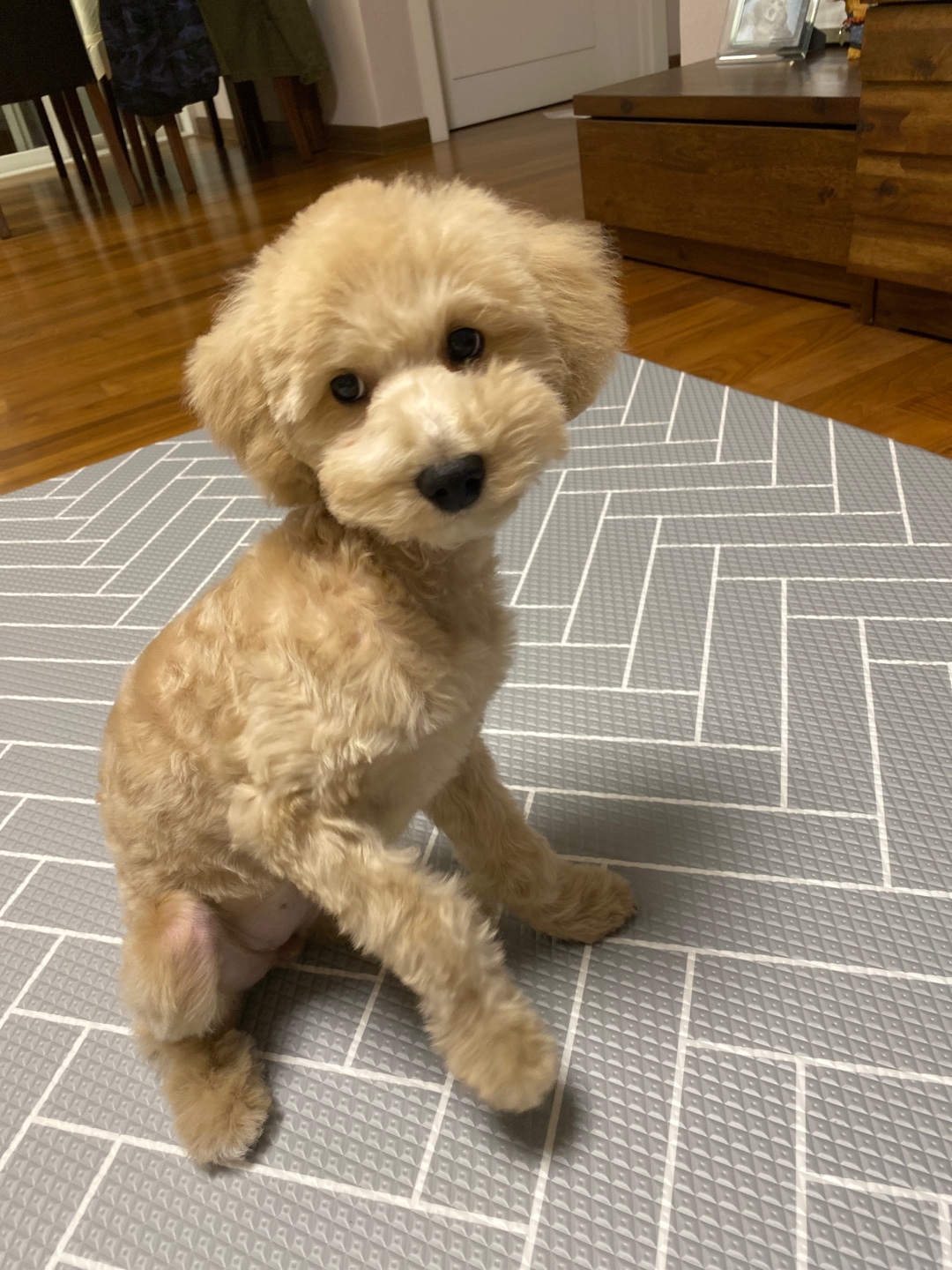 곤지암 푸삼(도담이) 3달 후기