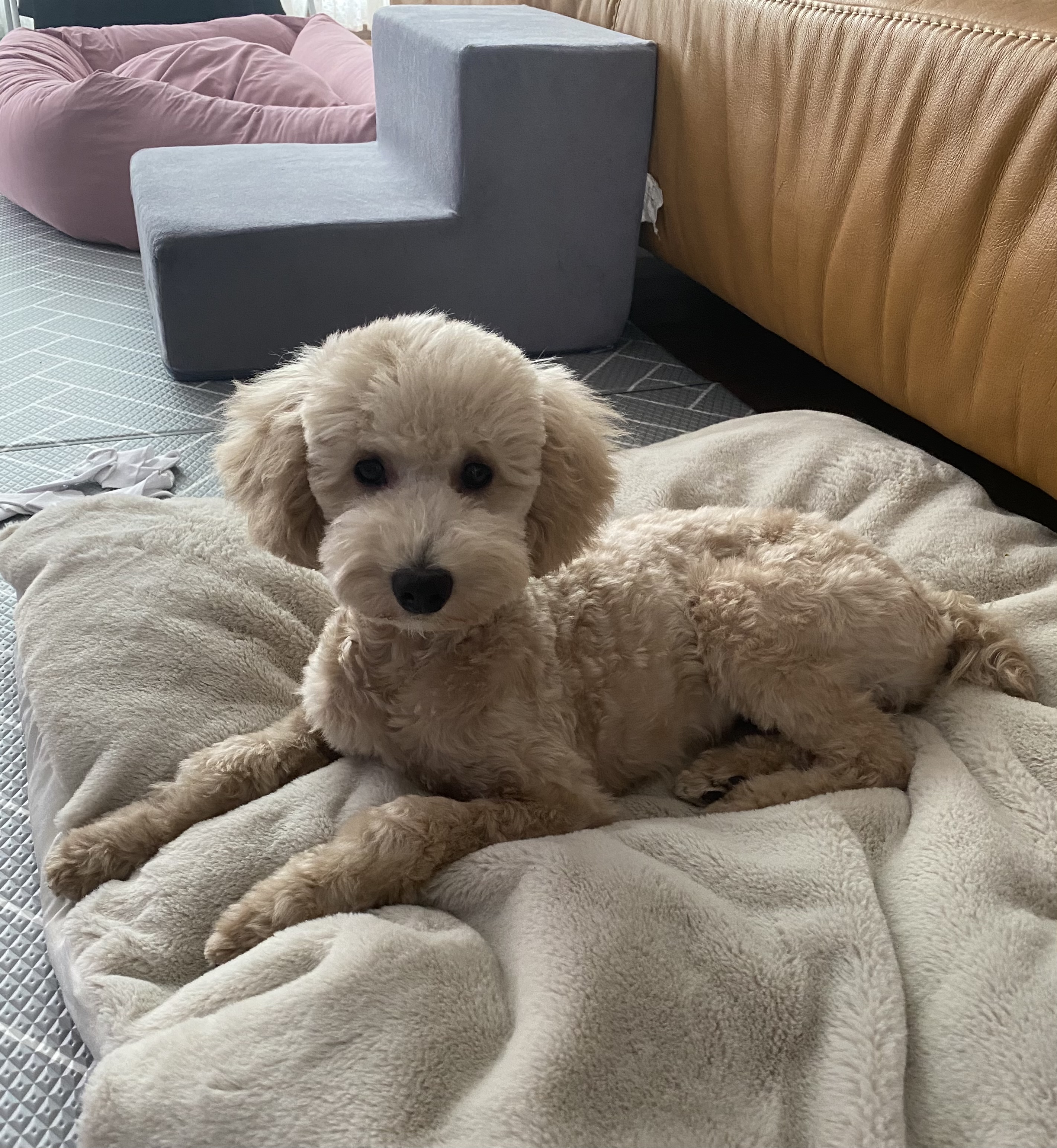 곤지암 푸삼(도담이) 3달 후기